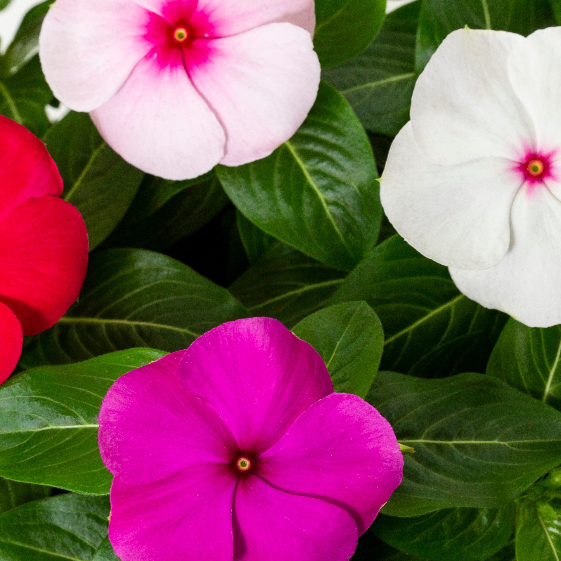 slide 2 of 2, Lowe's Multicolor Vinca in 2-Gallons Planter, 1 ct