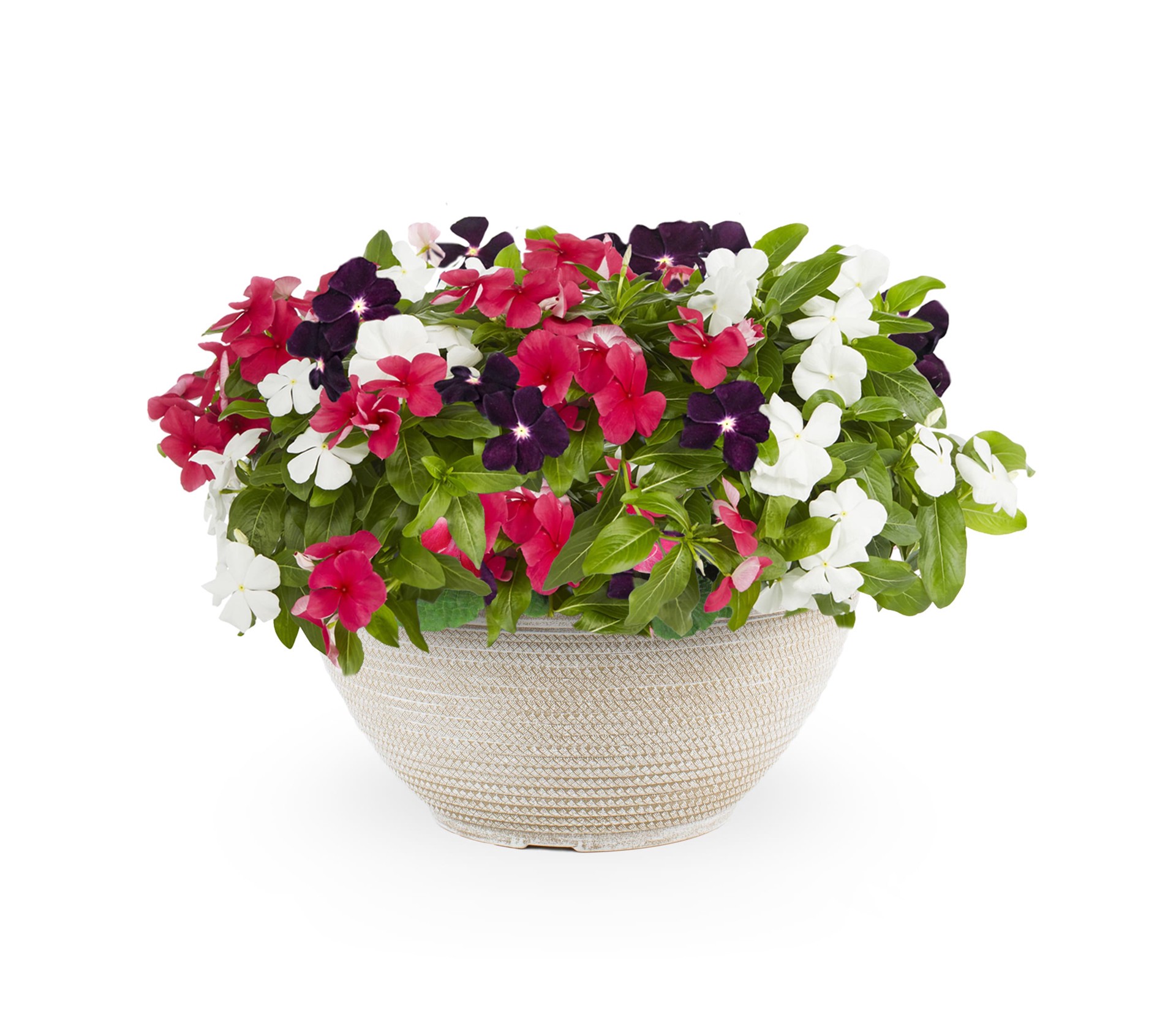 slide 1 of 2, Lowe's Multicolor Vinca in 2-Gallons Planter, 1 ct