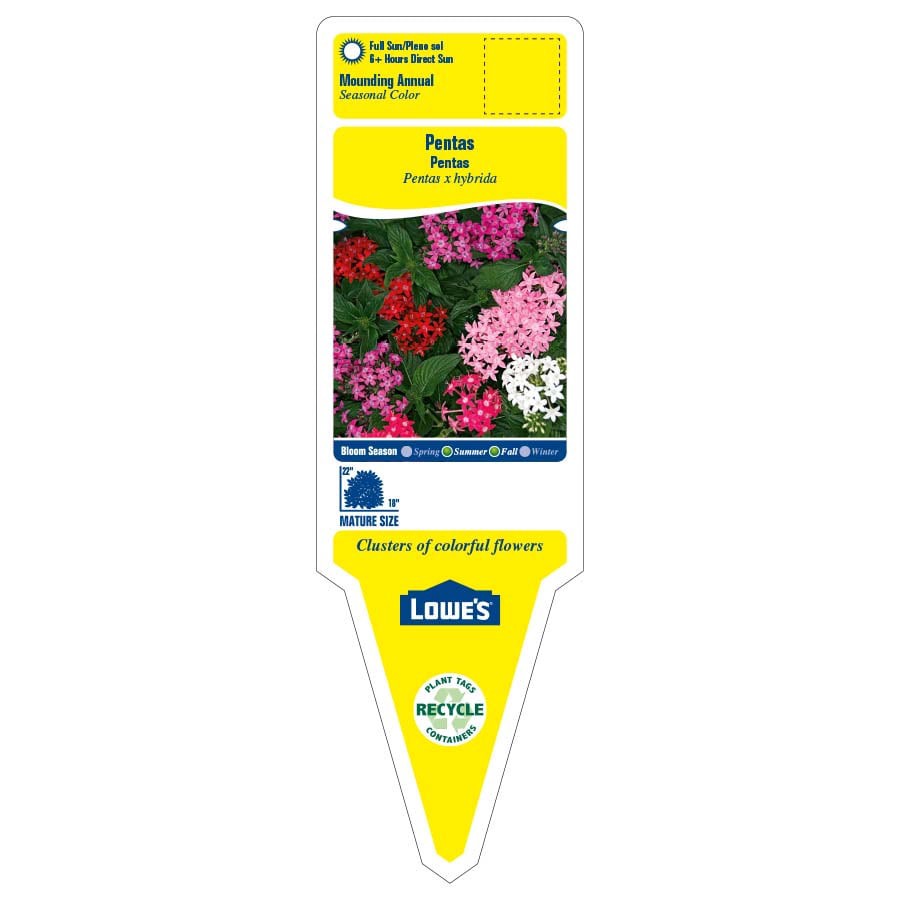 slide 2 of 5, Lowe's Multicolor Pentas in 6 -Pack Tray, 1 ct