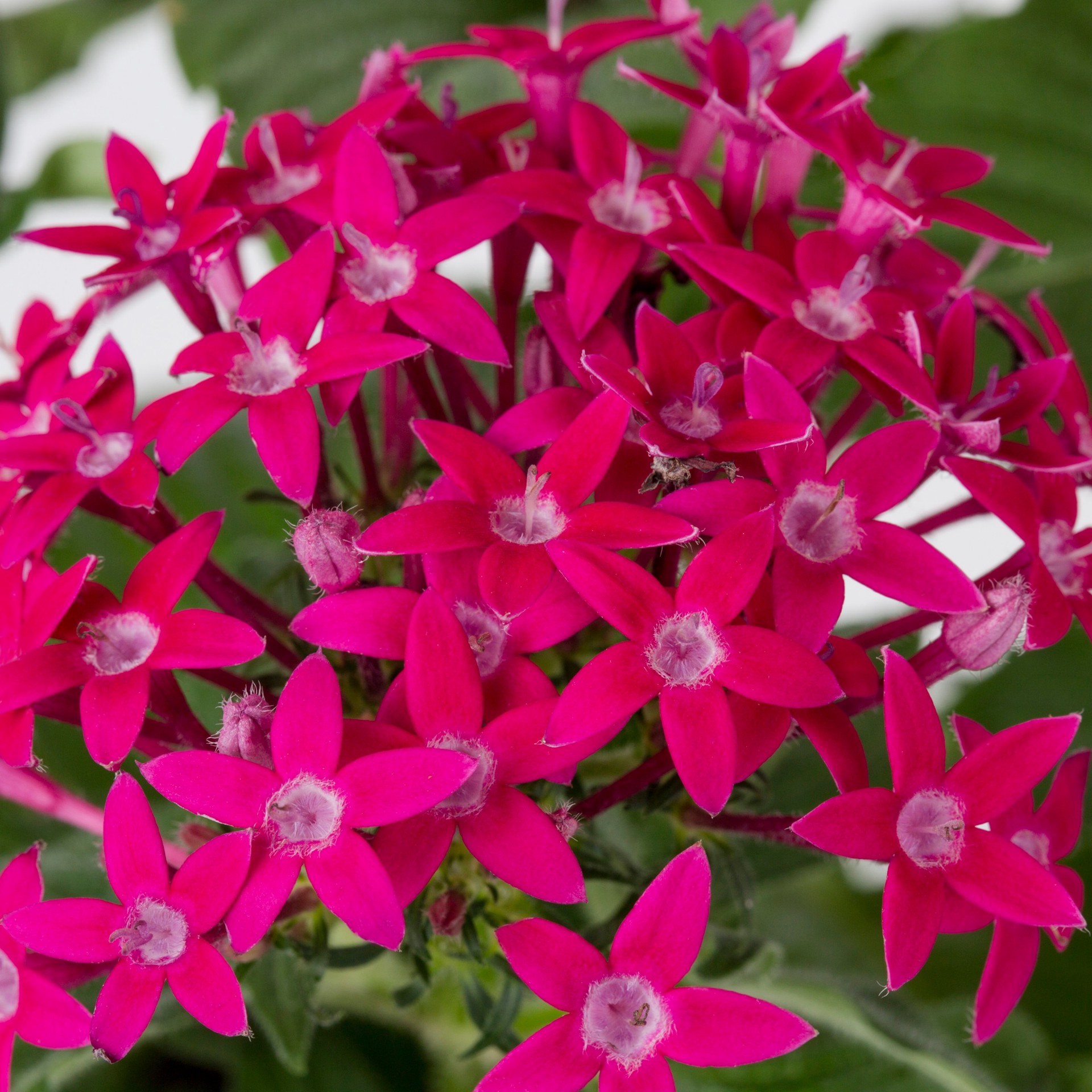 slide 4 of 5, Lowe's Multicolor Pentas in 6 -Pack Tray, 1 ct