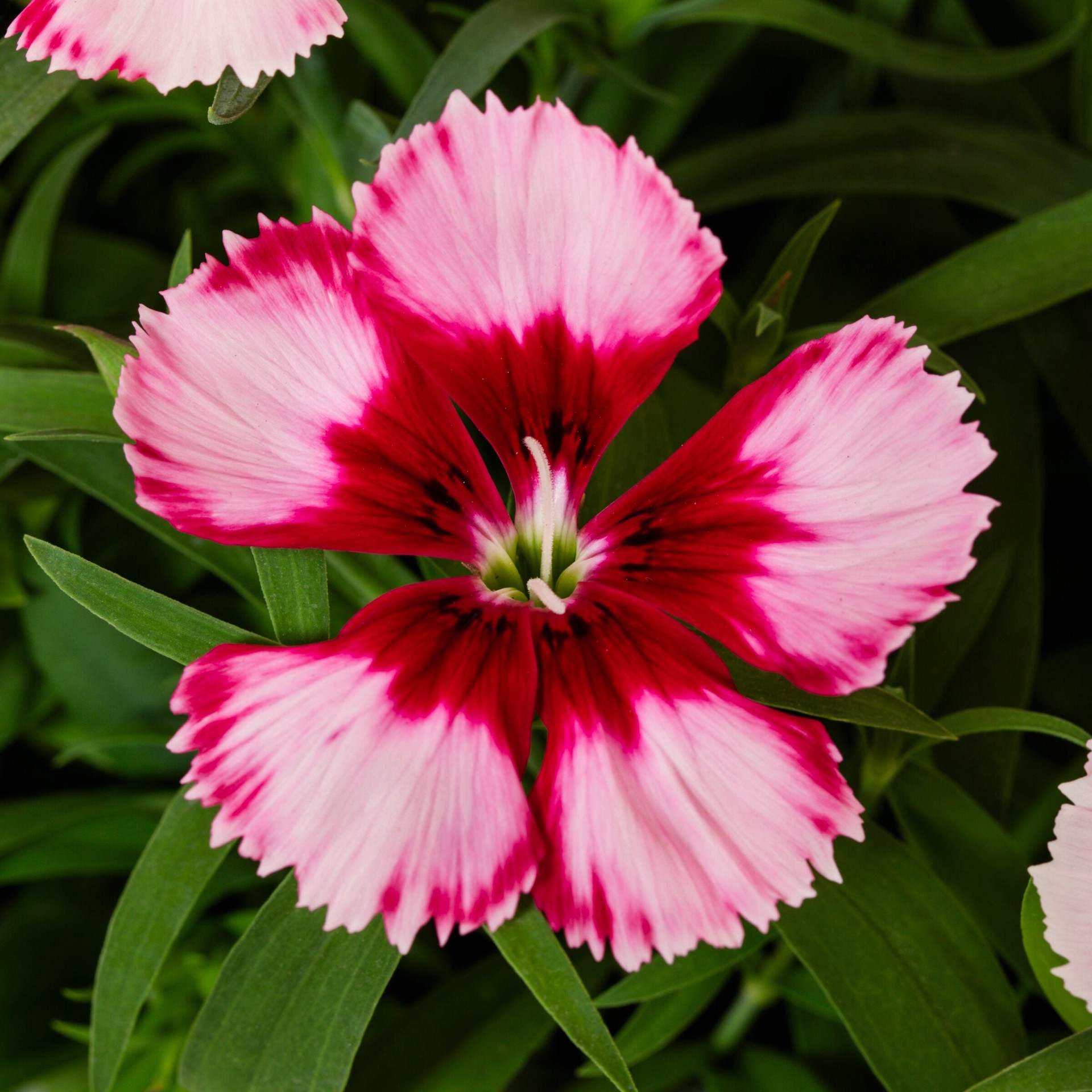 slide 2 of 6, Lowe's Multicolor Dianthus in 1.75 Gallon(s) Planter 1 -Pack, 1 ct