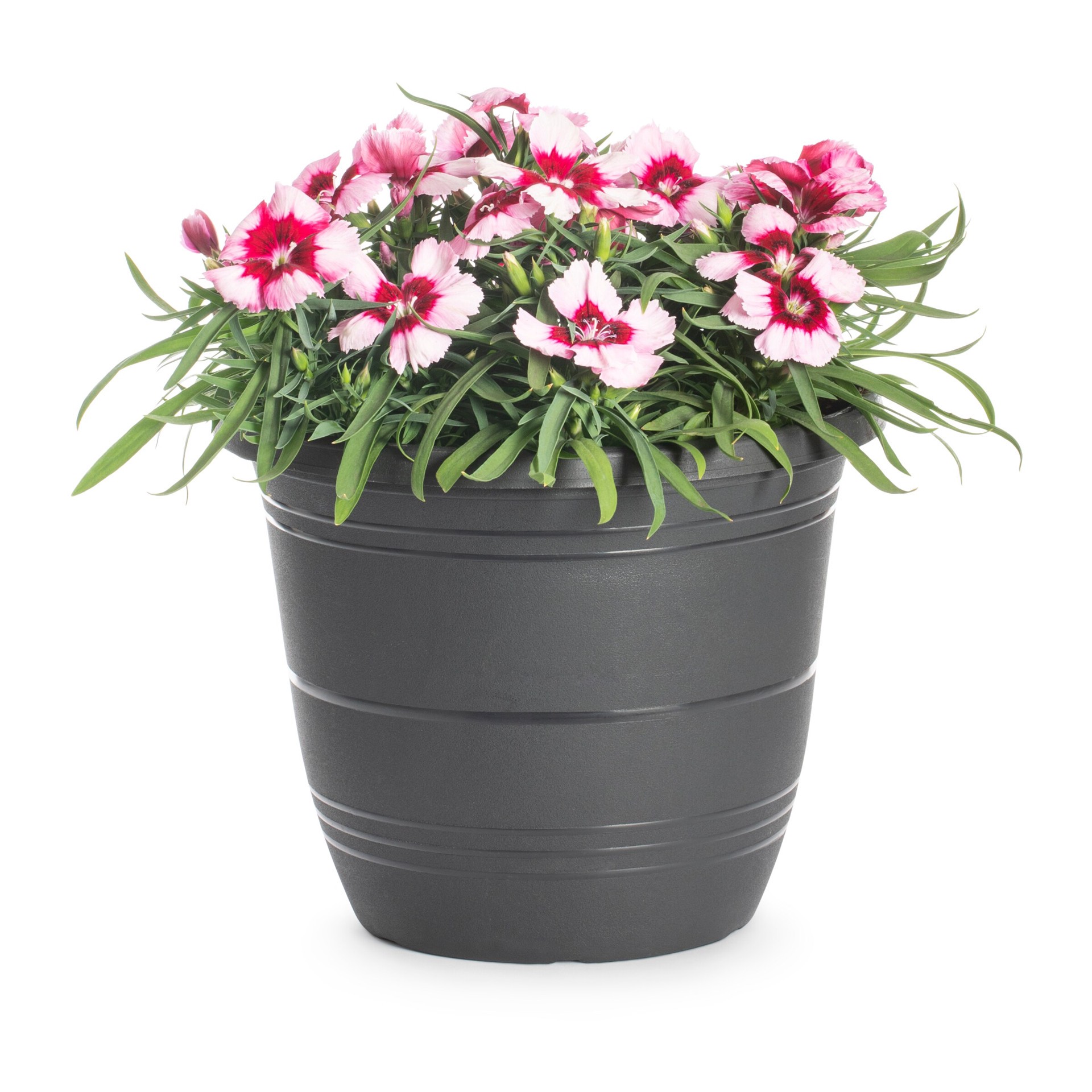 slide 3 of 6, Lowe's Multicolor Dianthus in 1.75 Gallon(s) Planter 1 -Pack, 1 ct