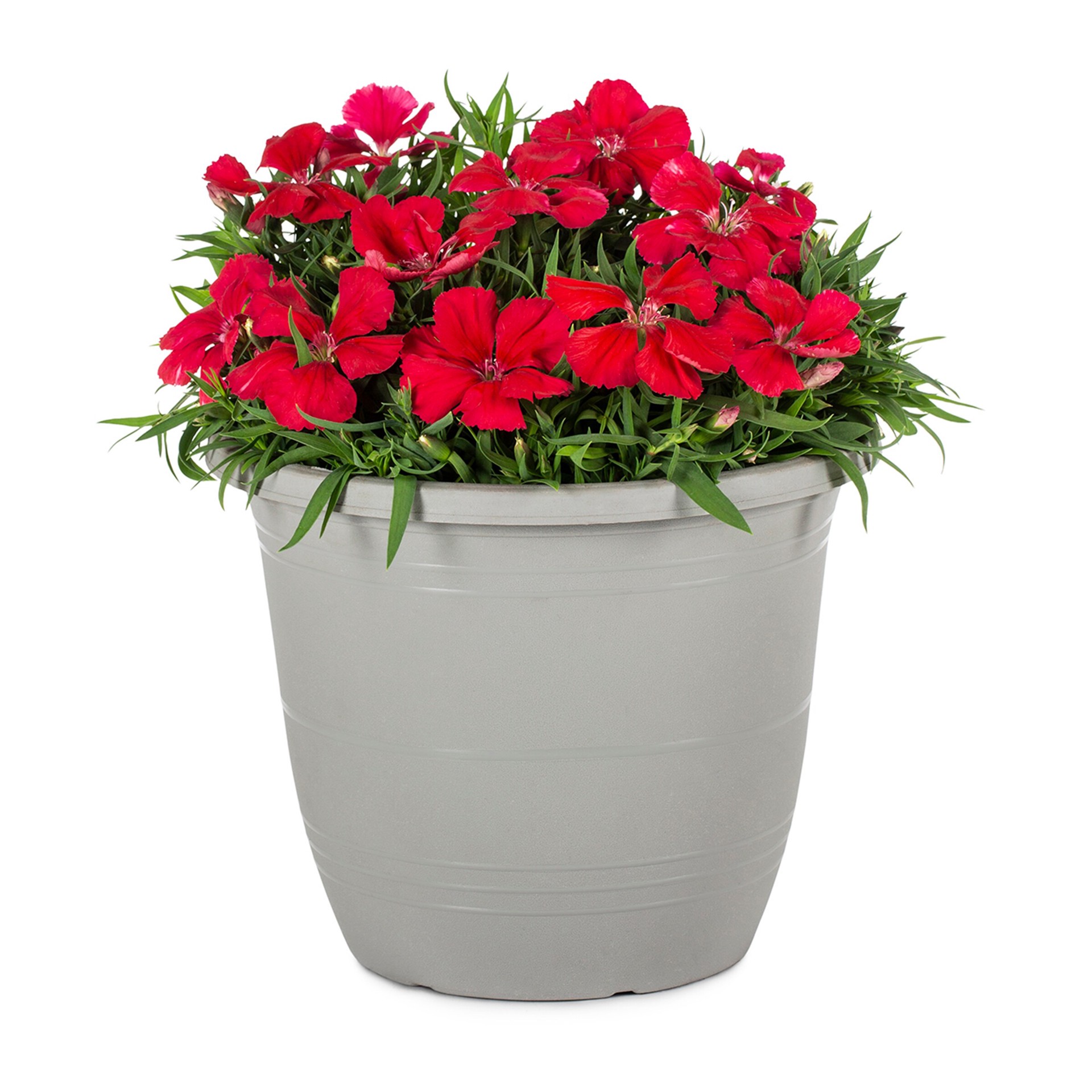slide 5 of 6, Lowe's Multicolor Dianthus in 1.75 Gallon(s) Planter 1 -Pack, 1 ct