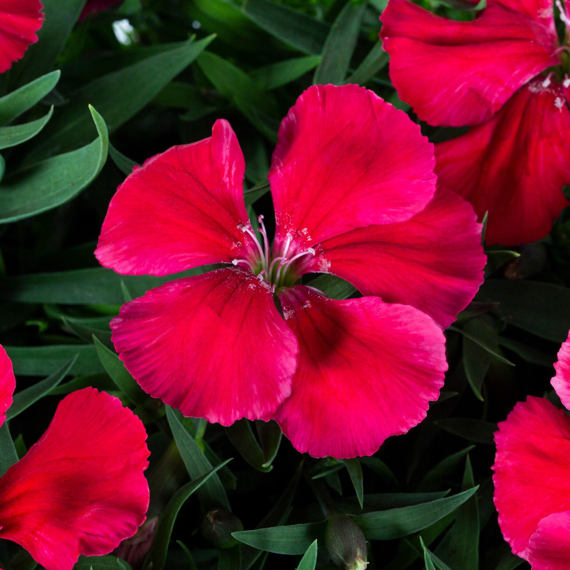 slide 6 of 6, Lowe's Multicolor Dianthus in 1.75 Gallon(s) Planter 1 -Pack, 1 ct
