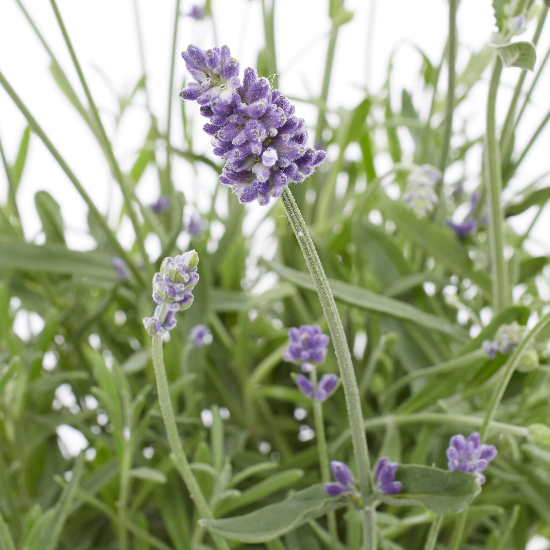 slide 2 of 4, Lowe's Multicolor Lavender in 2 Quart(s) Pot 1.0 -Pack, 1 ct