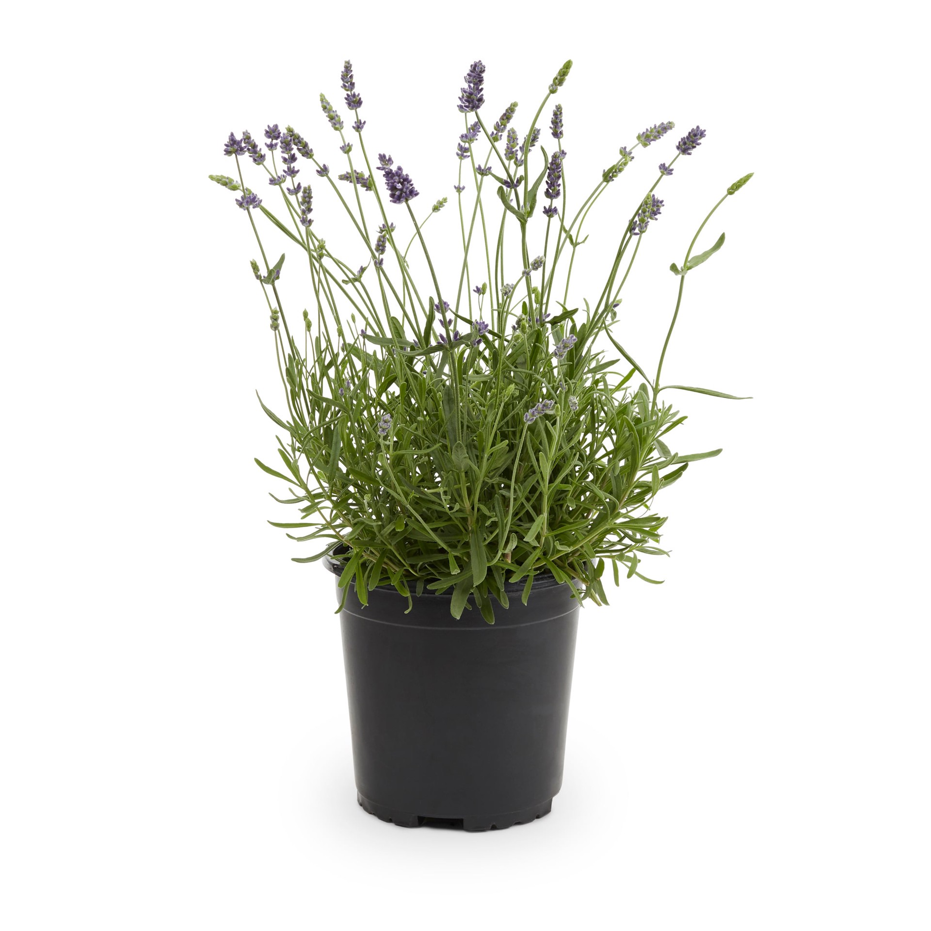 slide 1 of 4, Lowe's Multicolor Lavender in 2 Quart(s) Pot 1.0 -Pack, 1 ct