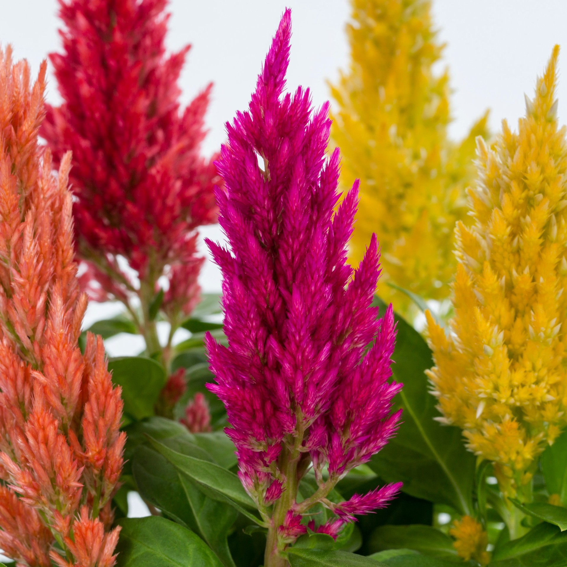 slide 2 of 4, Lowe's Multicolor Celosia in 2 Gallon(s) Planter 1 -Pack, 1 ct