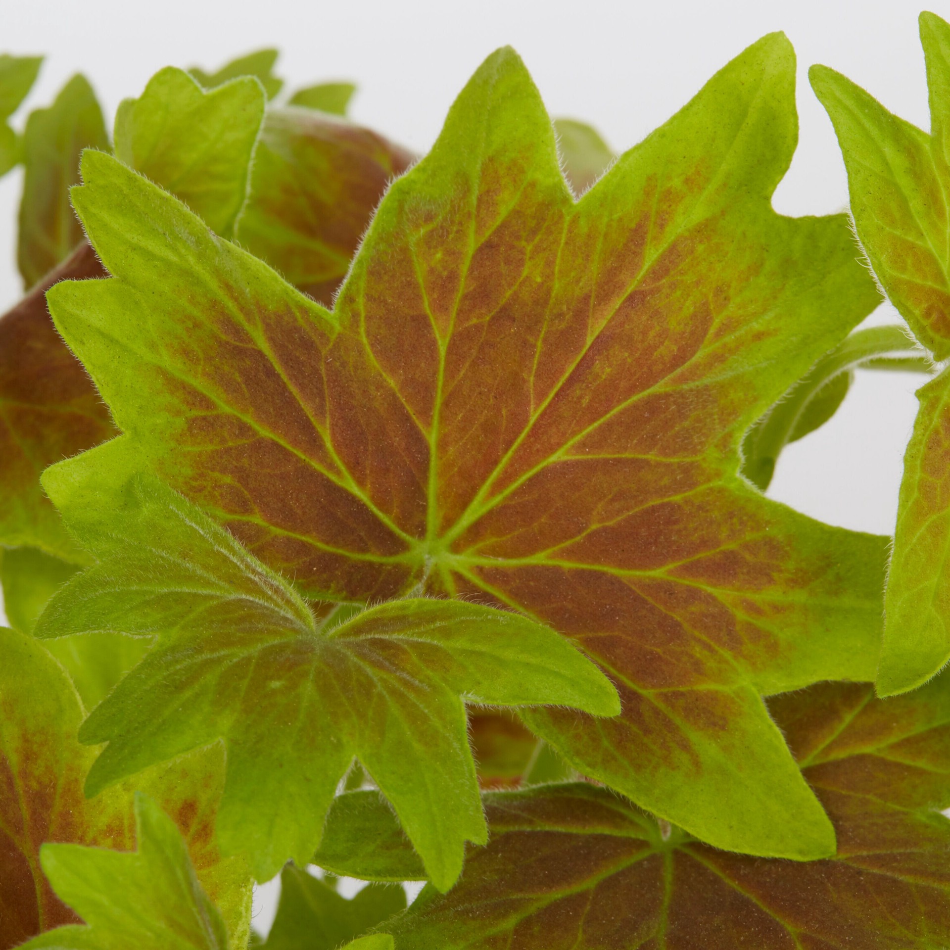 slide 2 of 2, Lowe's Multicolor Geranium in 1 Pint Pot, 1 ct