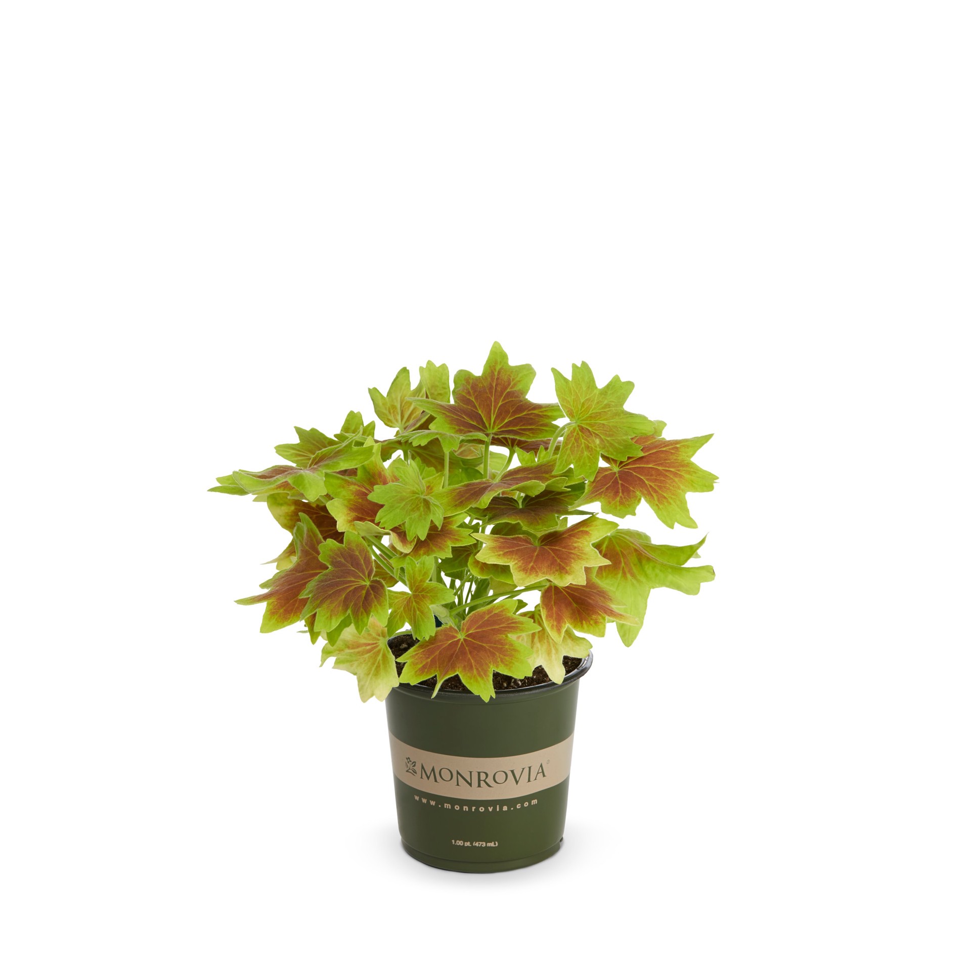 slide 1 of 2, Lowe's Multicolor Geranium in 1 Pint Pot, 1 ct