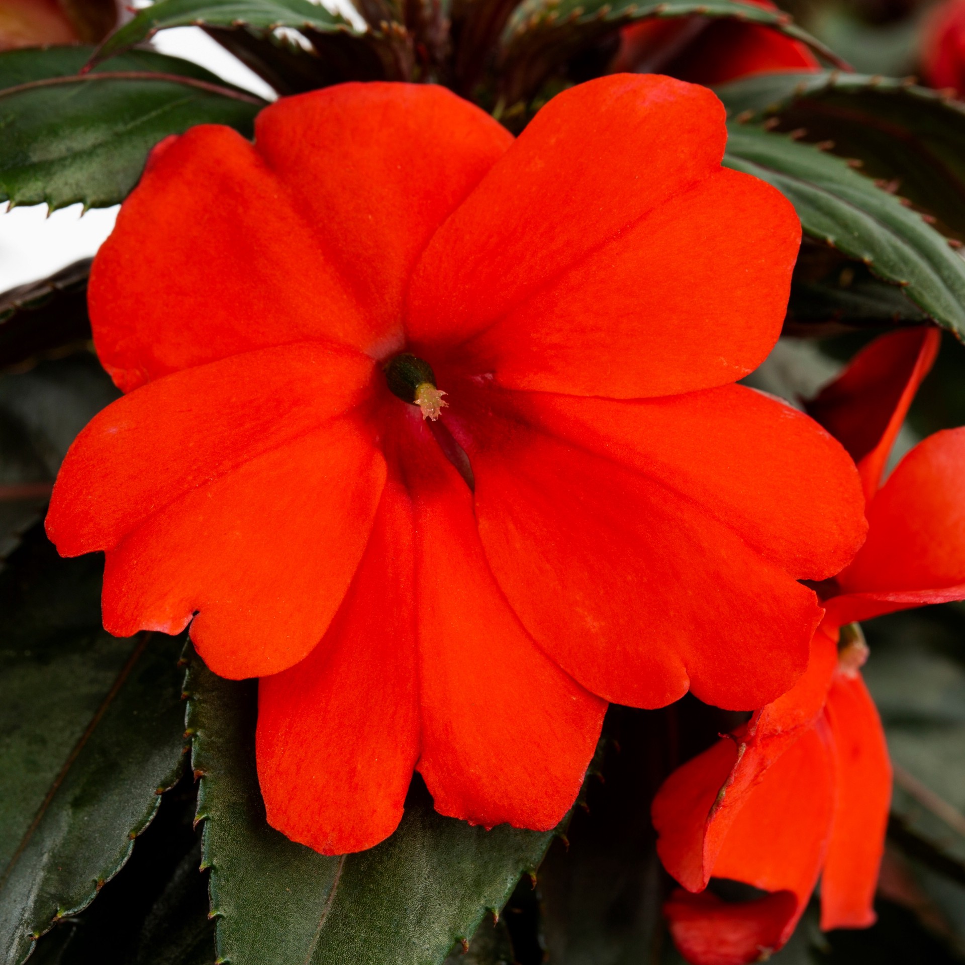 slide 2 of 2, Lowe's Multicolor Sunpatiens in 1.75-Gallons Planter, 1 ct