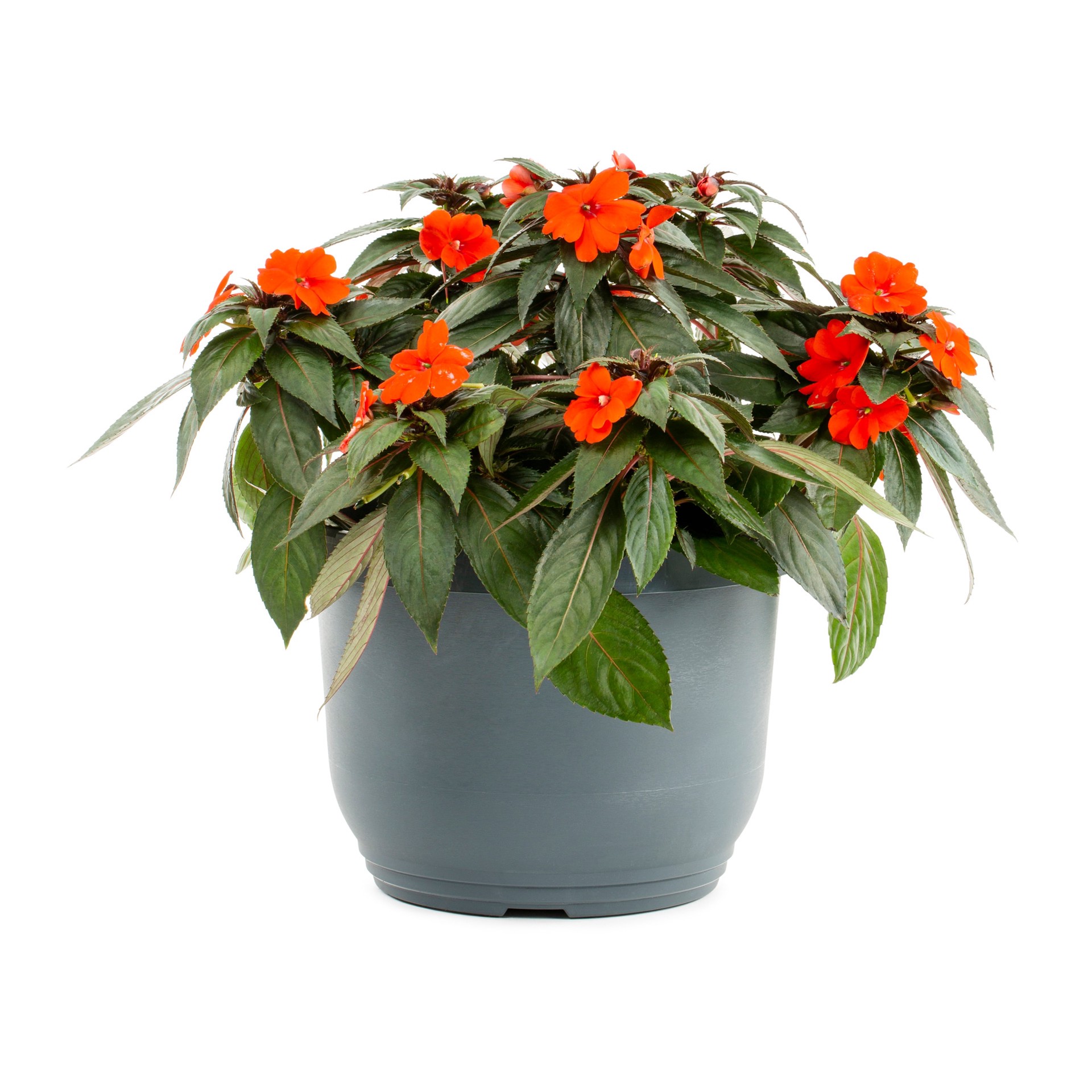 slide 1 of 2, Lowe's Multicolor Sunpatiens in 1.75-Gallons Planter, 1 ct