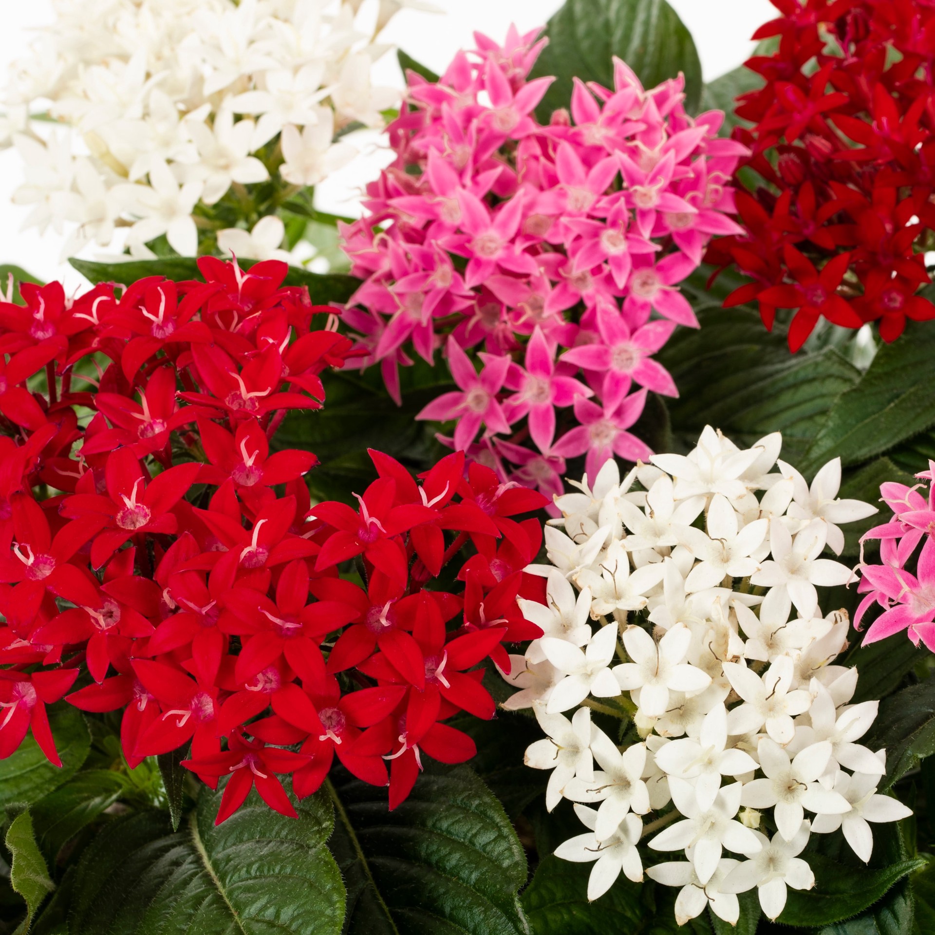 slide 2 of 2, Lowe's Multicolor Pentas in 1-Quart Pot, 1 ct