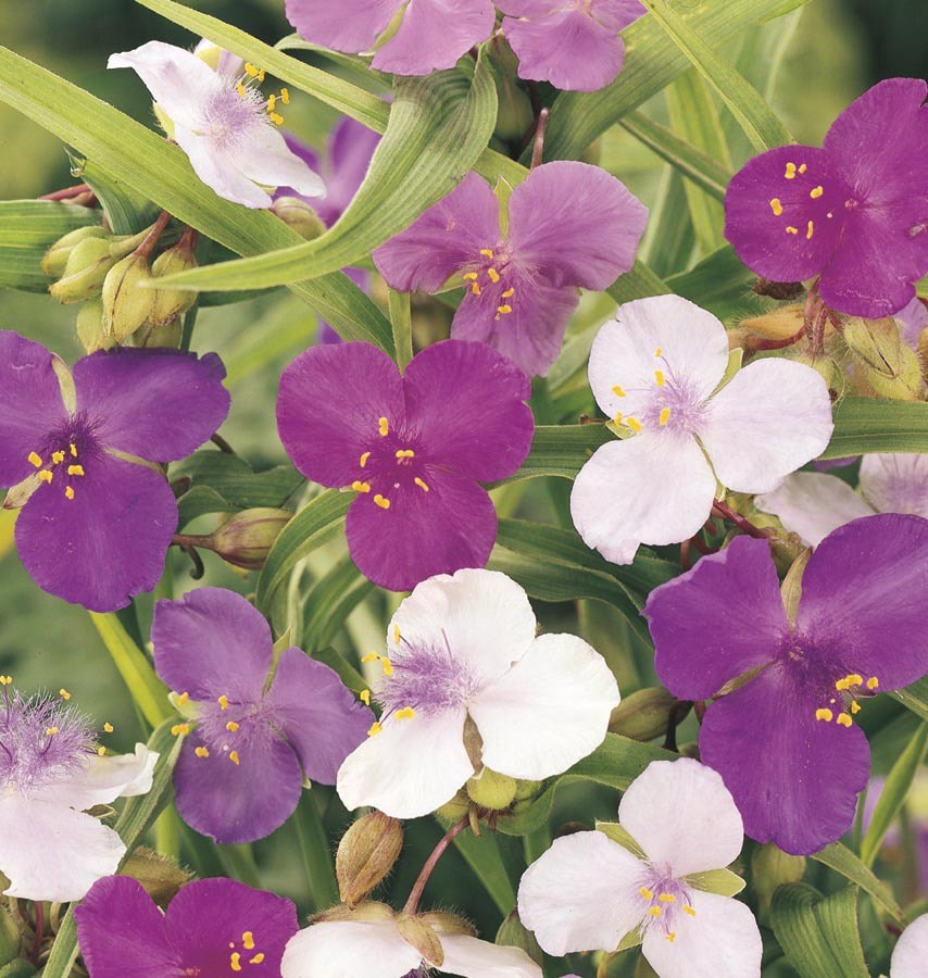 slide 2 of 2, Lowe's Pink Tradescantia in 1.5-Gallons Hanging Basket, 1 ct