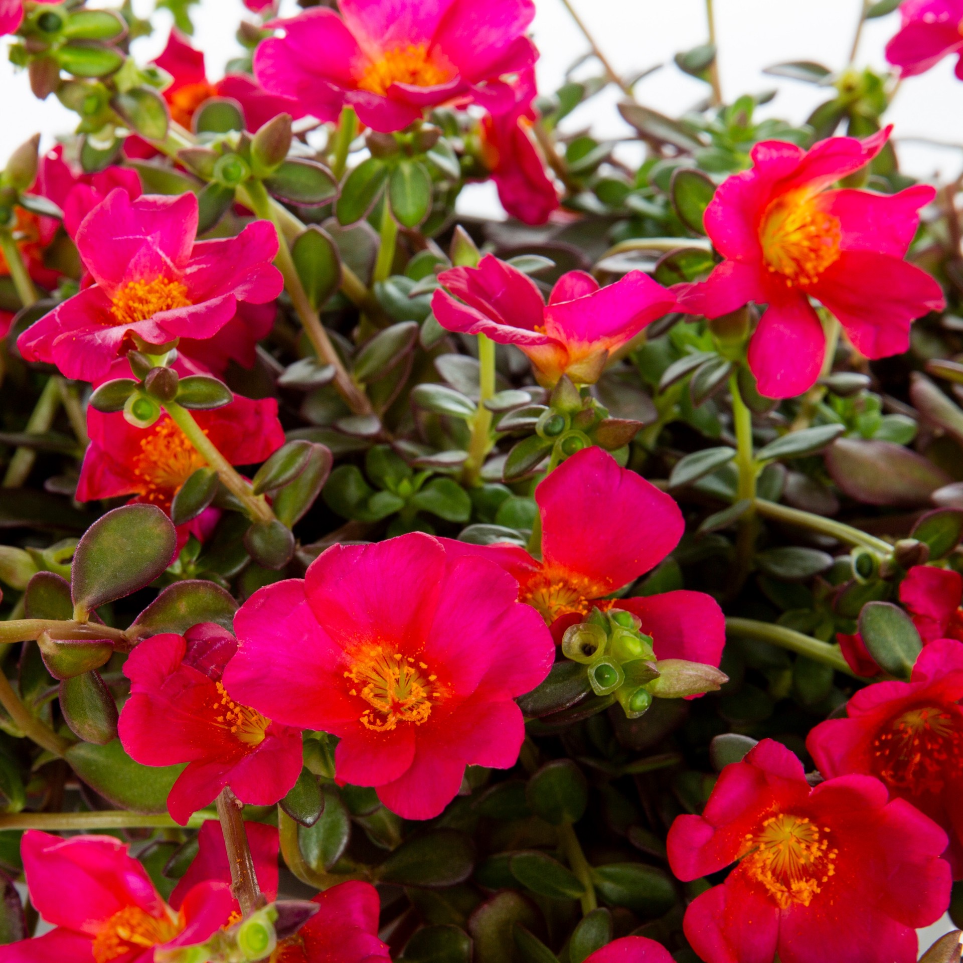 slide 2 of 2, Lowe's Multicolor Moss Rose in 12.0 -Pack Tray, 1 ct