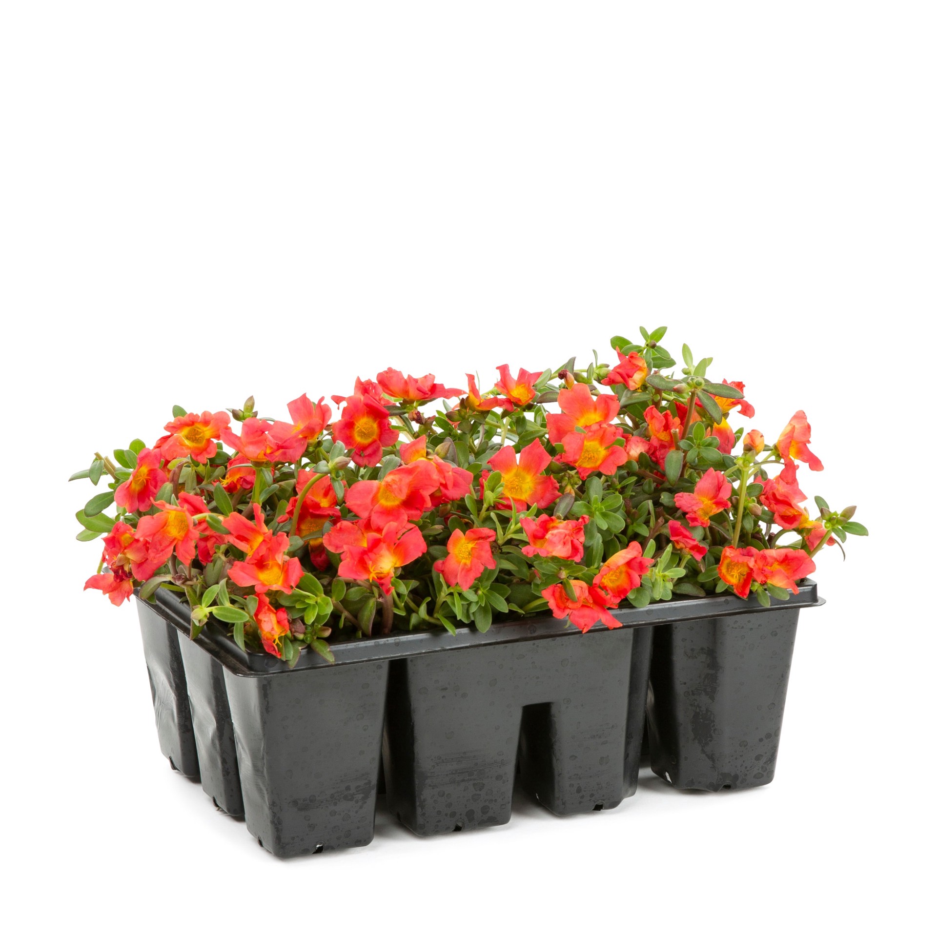 slide 1 of 2, Lowe's Multicolor Moss Rose in 12.0 -Pack Tray, 1 ct