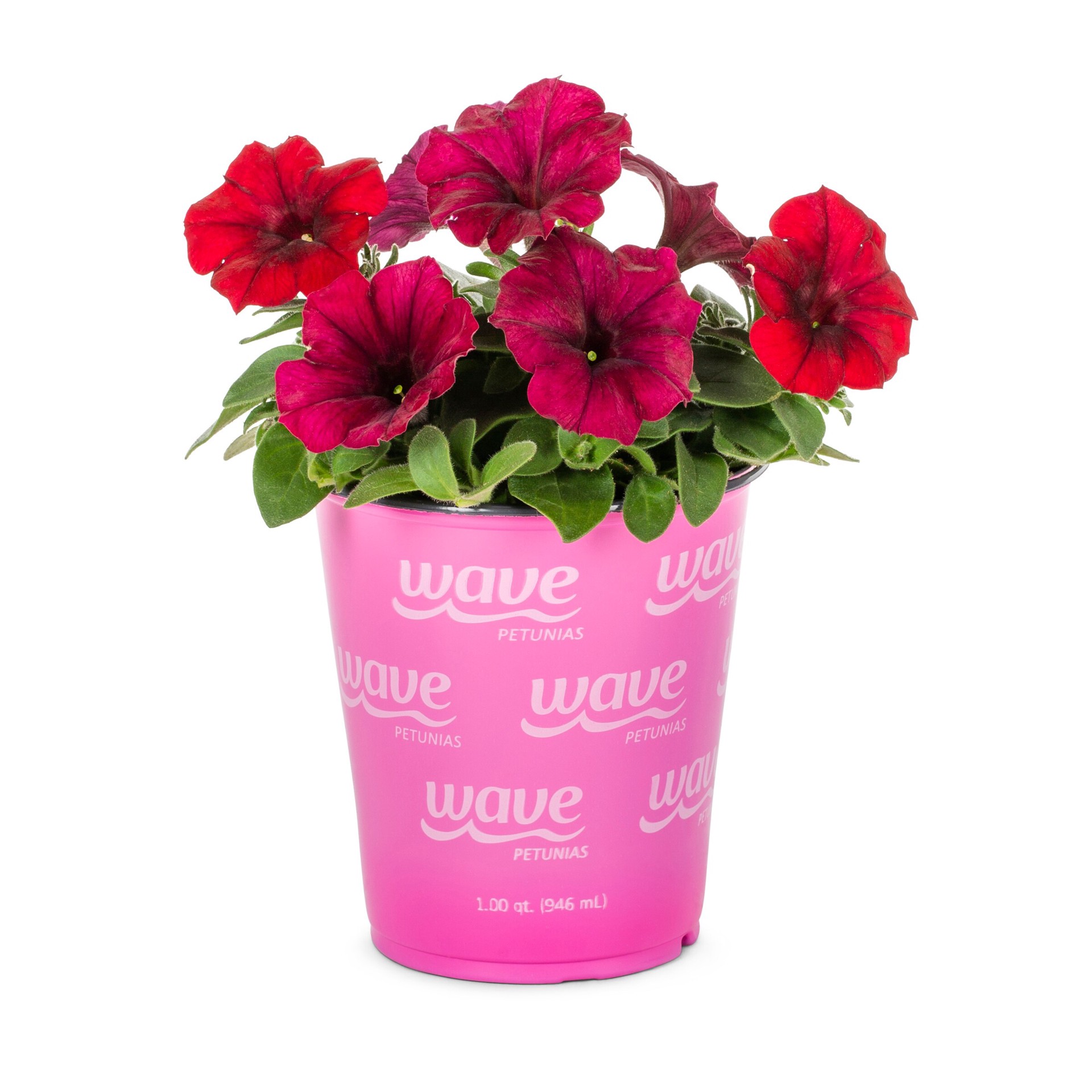 slide 3 of 6, Lowe's Multicolor Petunia in 1 Pint Pot 1 -Pack, 1 ct