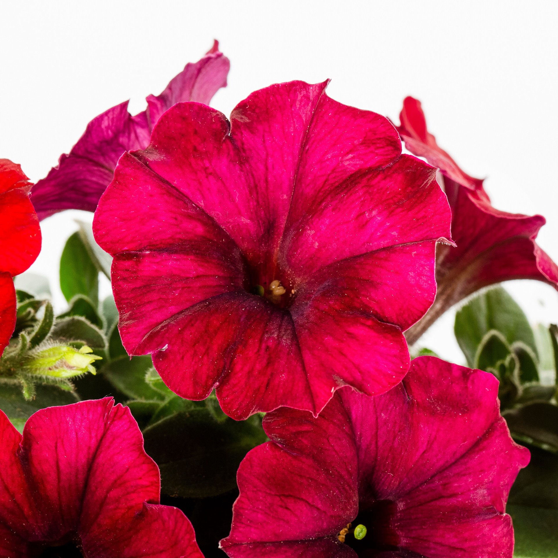 slide 4 of 6, Lowe's Multicolor Petunia in 1 Pint Pot 1 -Pack, 1 ct