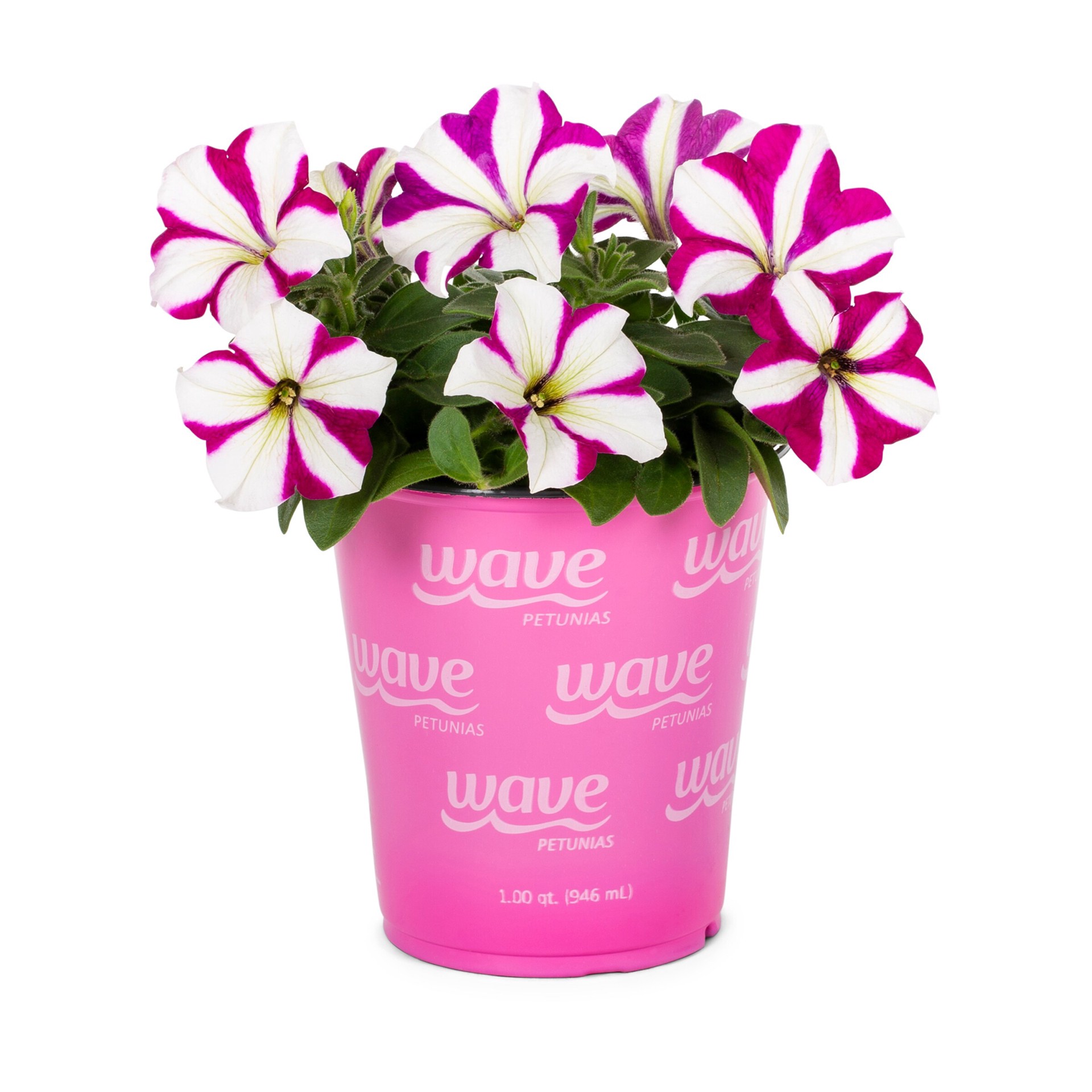 slide 5 of 6, Lowe's Multicolor Petunia in 1 Pint Pot 1 -Pack, 1 ct