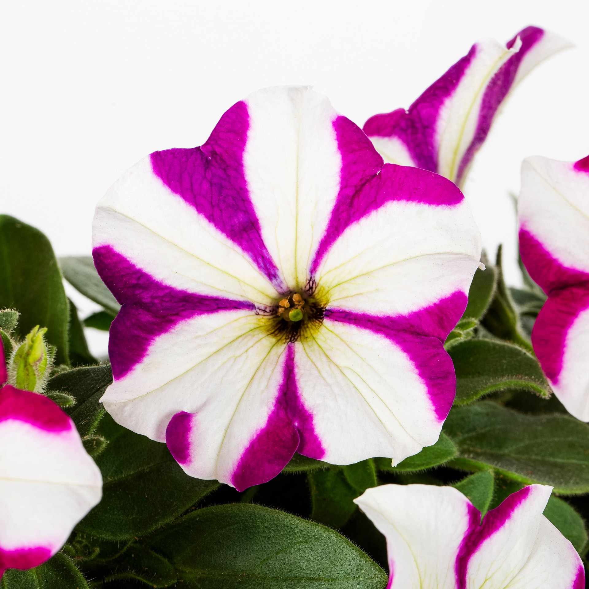 slide 6 of 6, Lowe's Multicolor Petunia in 1 Pint Pot 1 -Pack, 1 ct