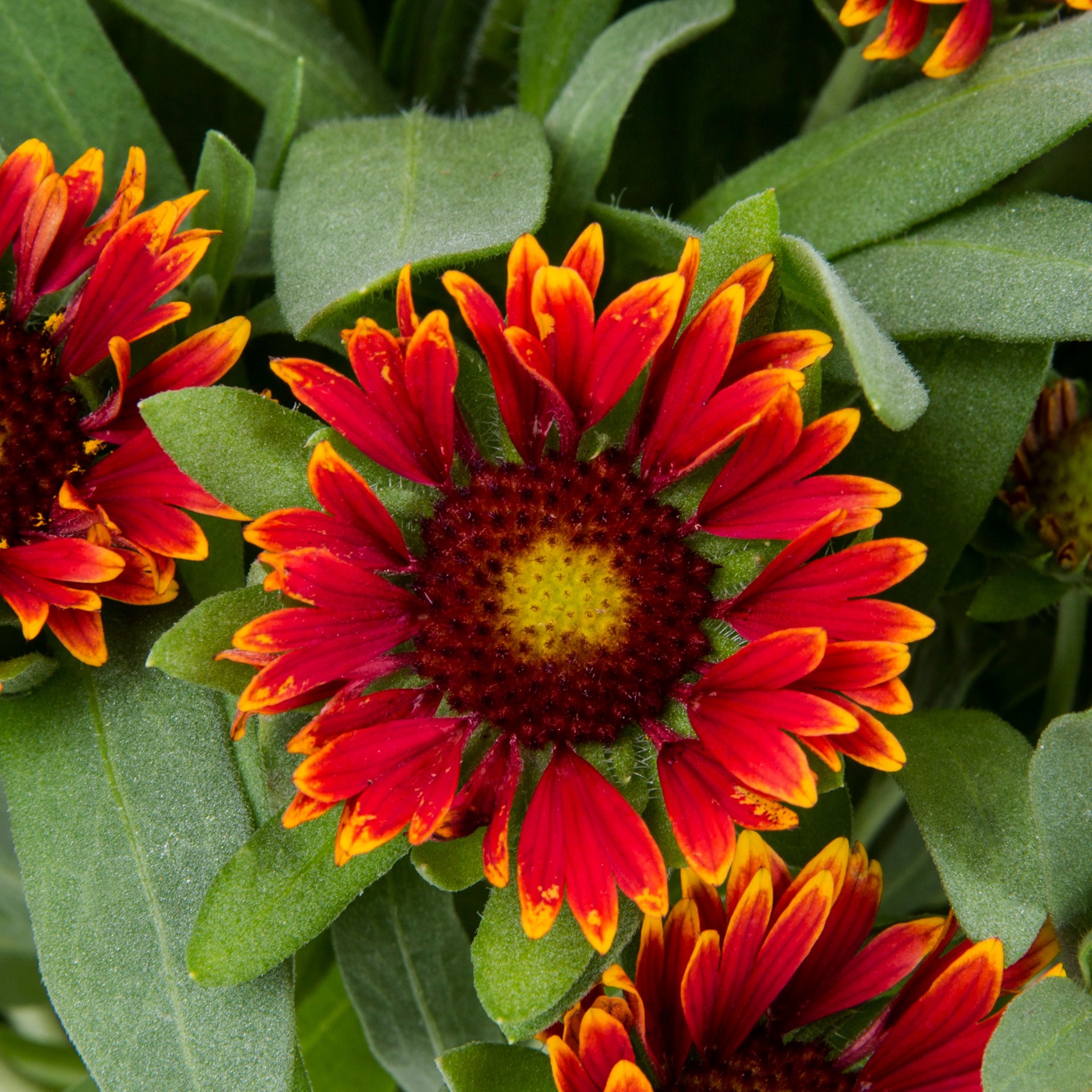 slide 2 of 4, Lowe's Multicolor Gaillardia in 2 Quart(s) Pot 1 -Pack, 1 ct