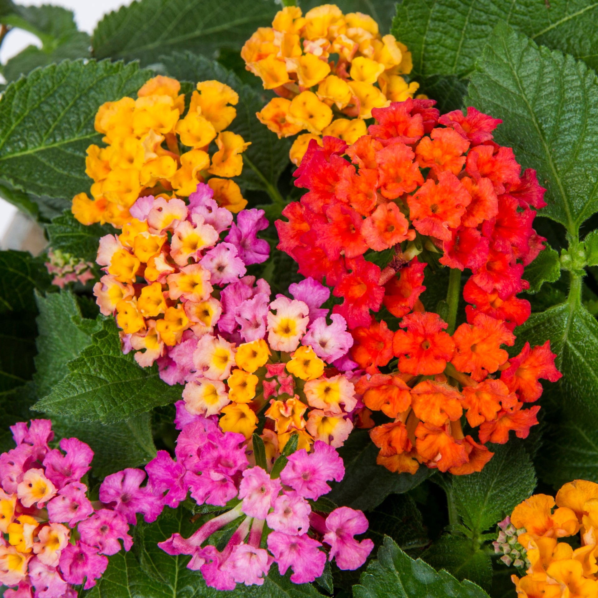 slide 2 of 2, Lowe's Multicolor Lantana in 2 Gallon(s) Hanging basket, 1 ct