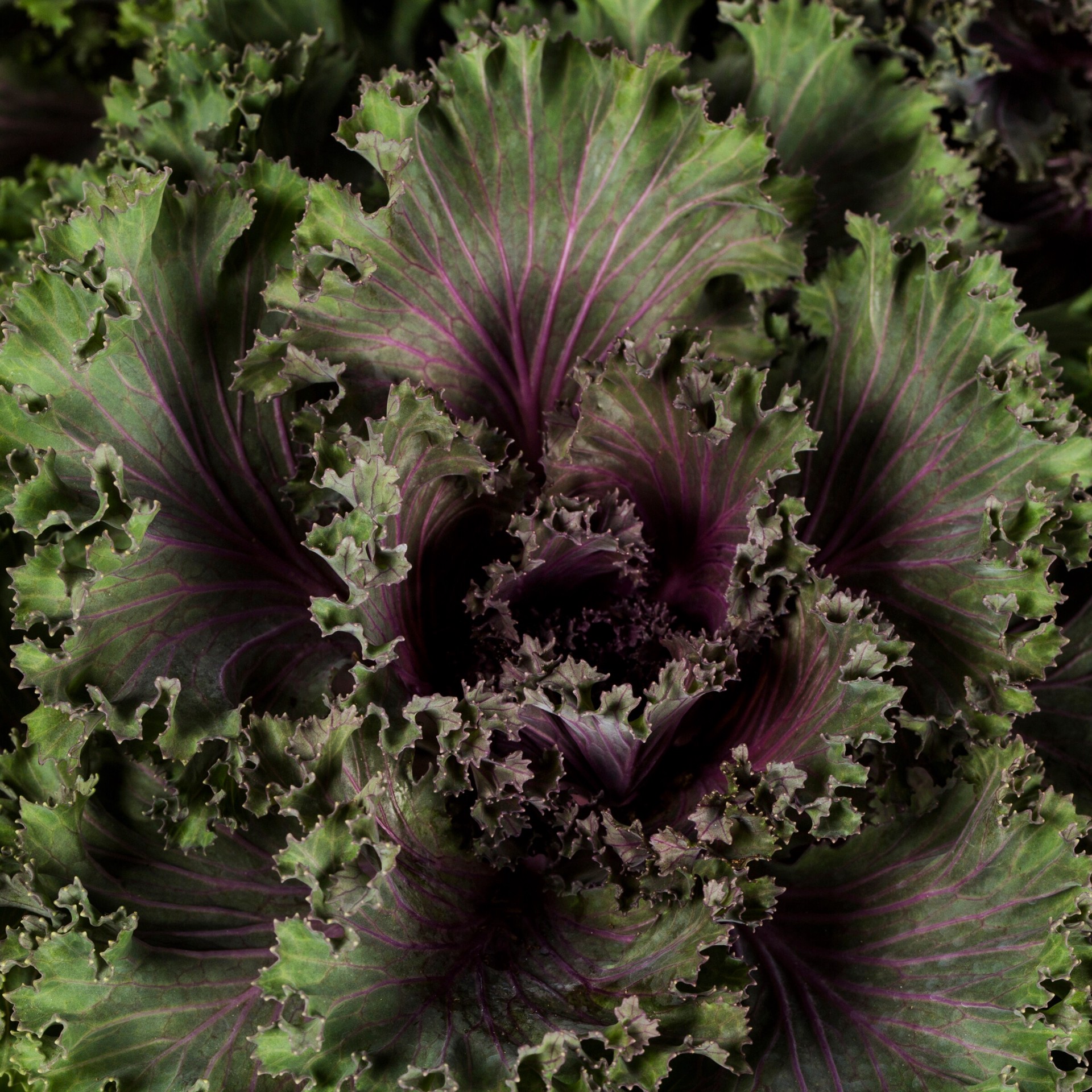 slide 2 of 2, Lowe's Yellow Ornamental Kale in 1 Gallon(s) Planter, 1 ct