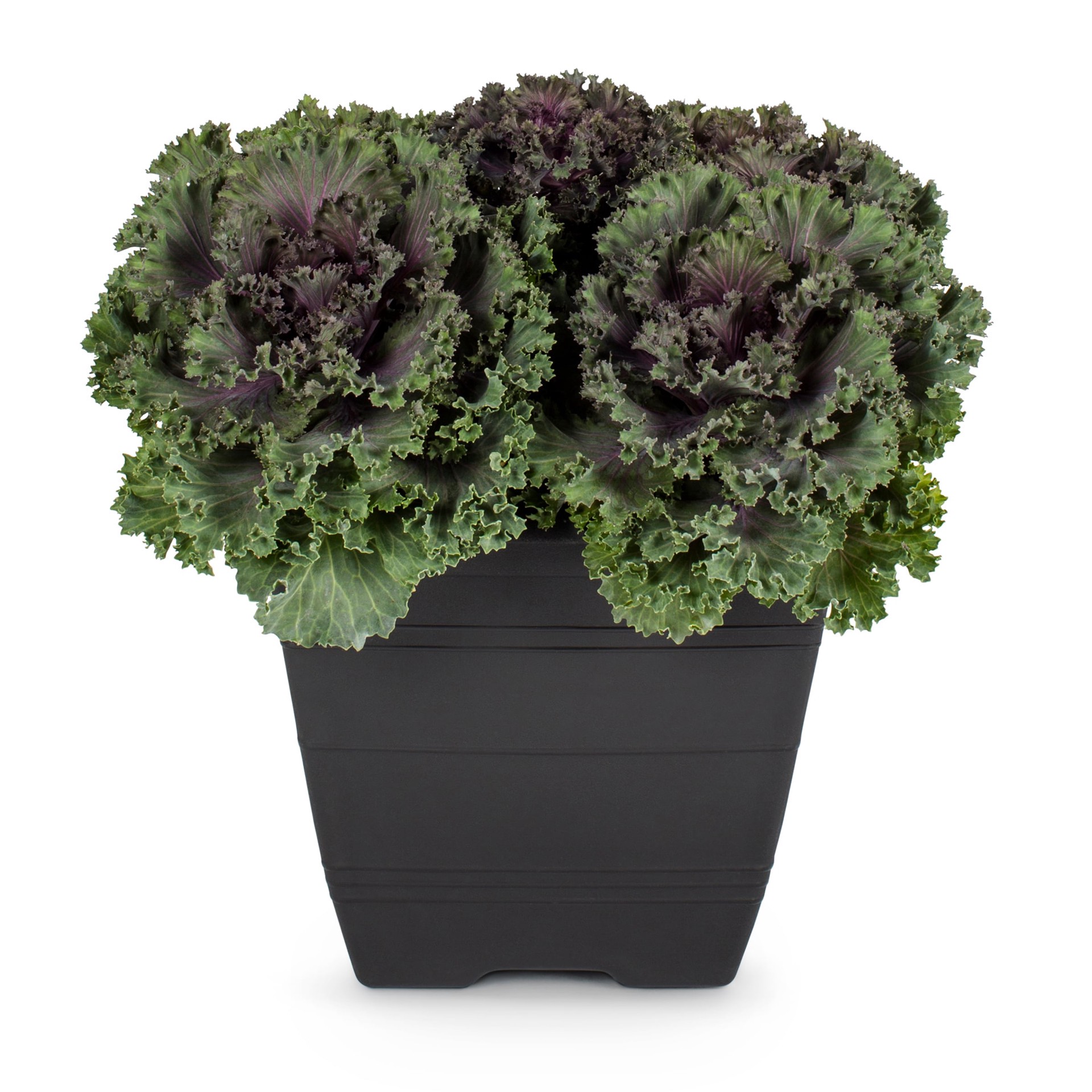 slide 1 of 2, Lowe's Yellow Ornamental Kale in 1 Gallon(s) Planter, 1 ct