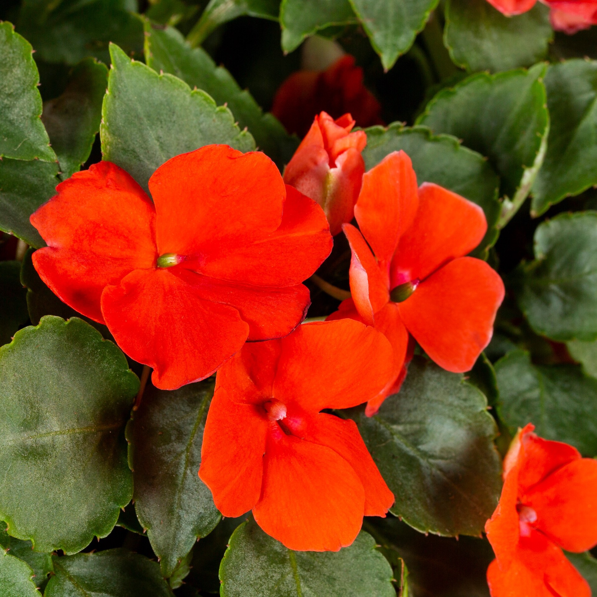 slide 2 of 2, Lowe's Multicolor Impatiens in 2 Gallon(s) Planter, 1 ct