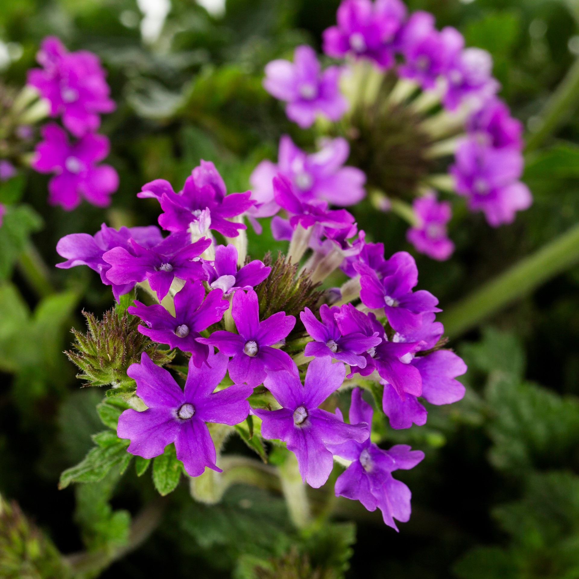 slide 3 of 6, Lowe's Verbena Plant in 2.5-Quart Pot, 1 ct
