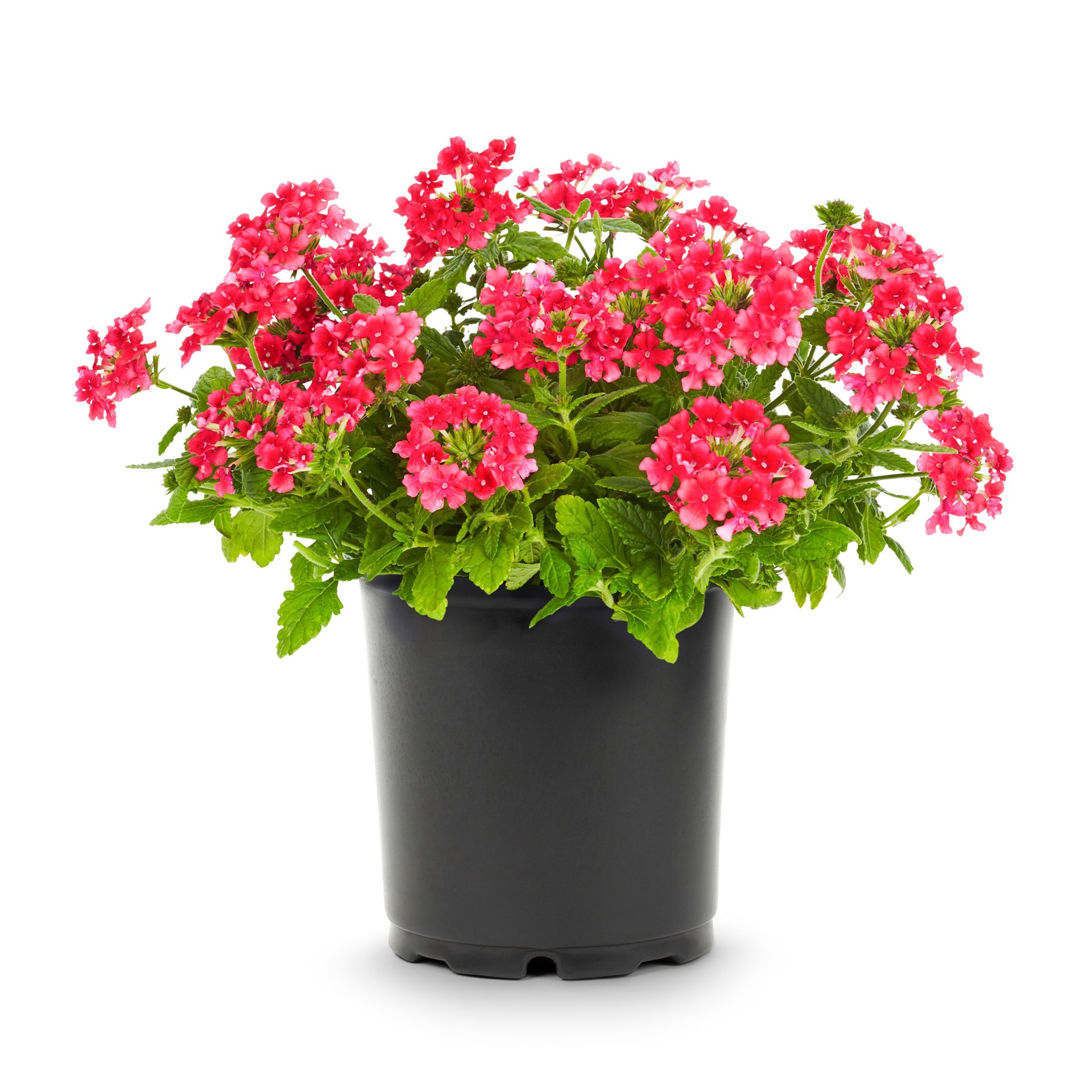slide 4 of 6, Lowe's Verbena Plant in 2.5-Quart Pot, 1 ct