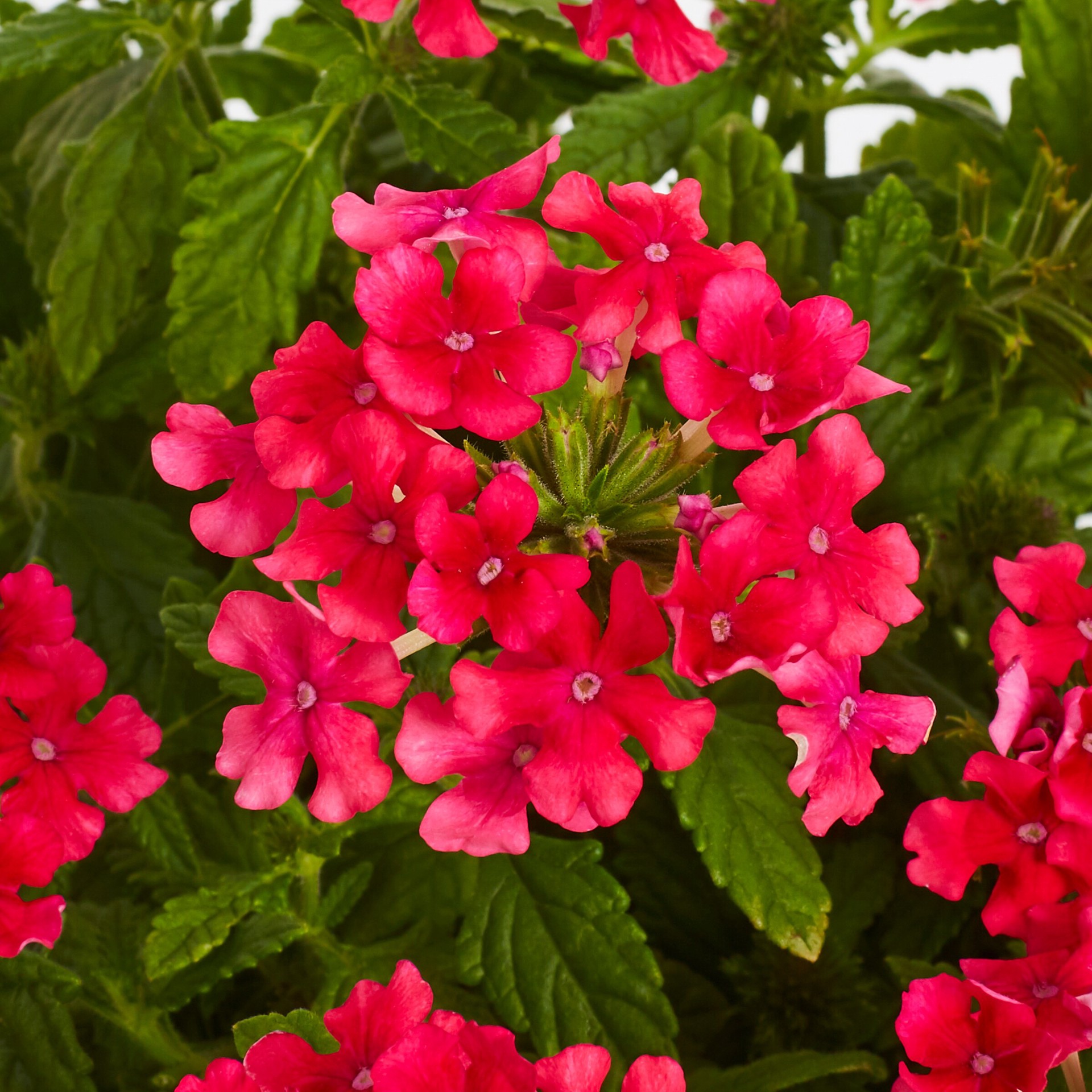 slide 2 of 6, Lowe's Verbena Plant in 2.5-Quart Pot, 1 ct