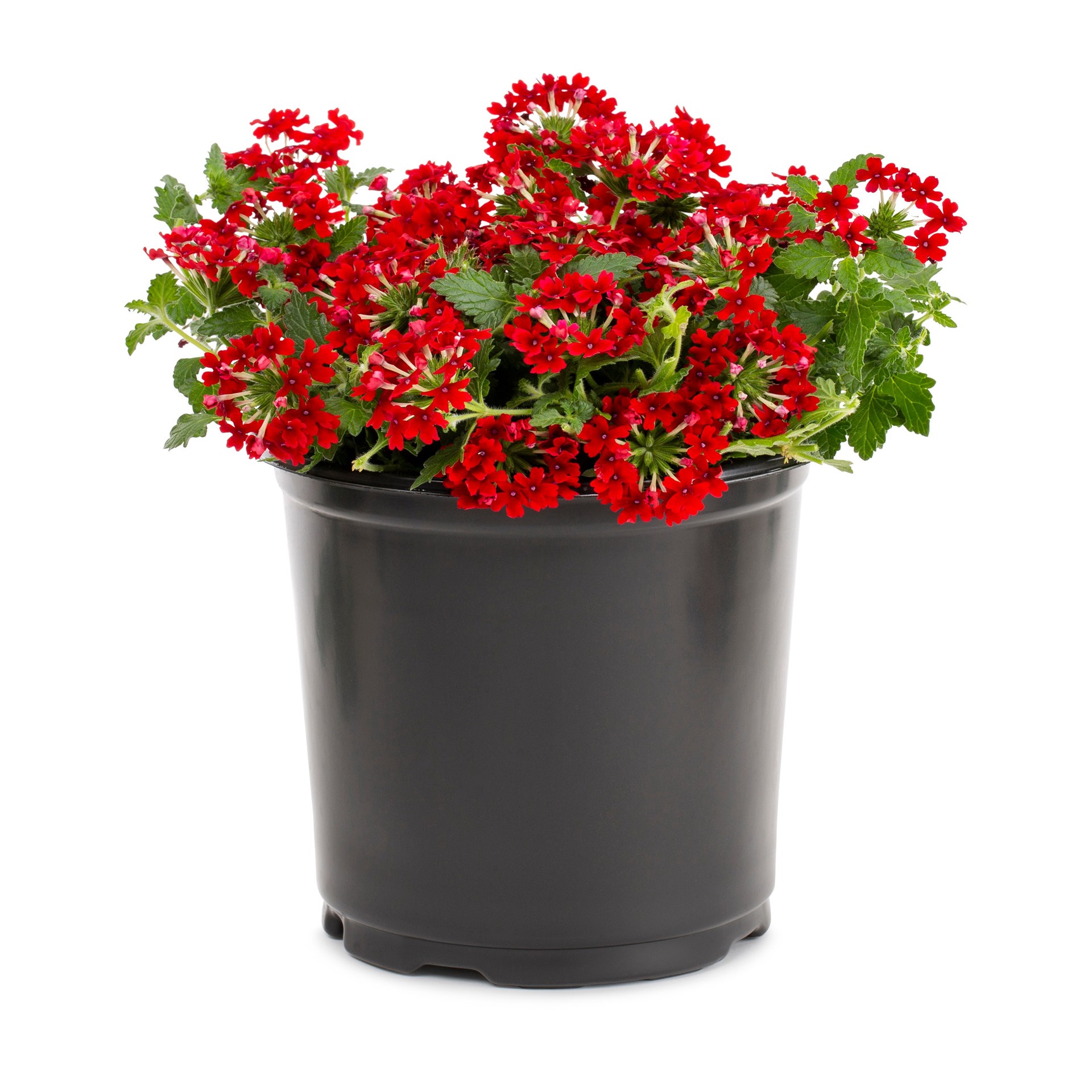 slide 1 of 6, Lowe's Verbena Plant in 2.5-Quart Pot, 1 ct