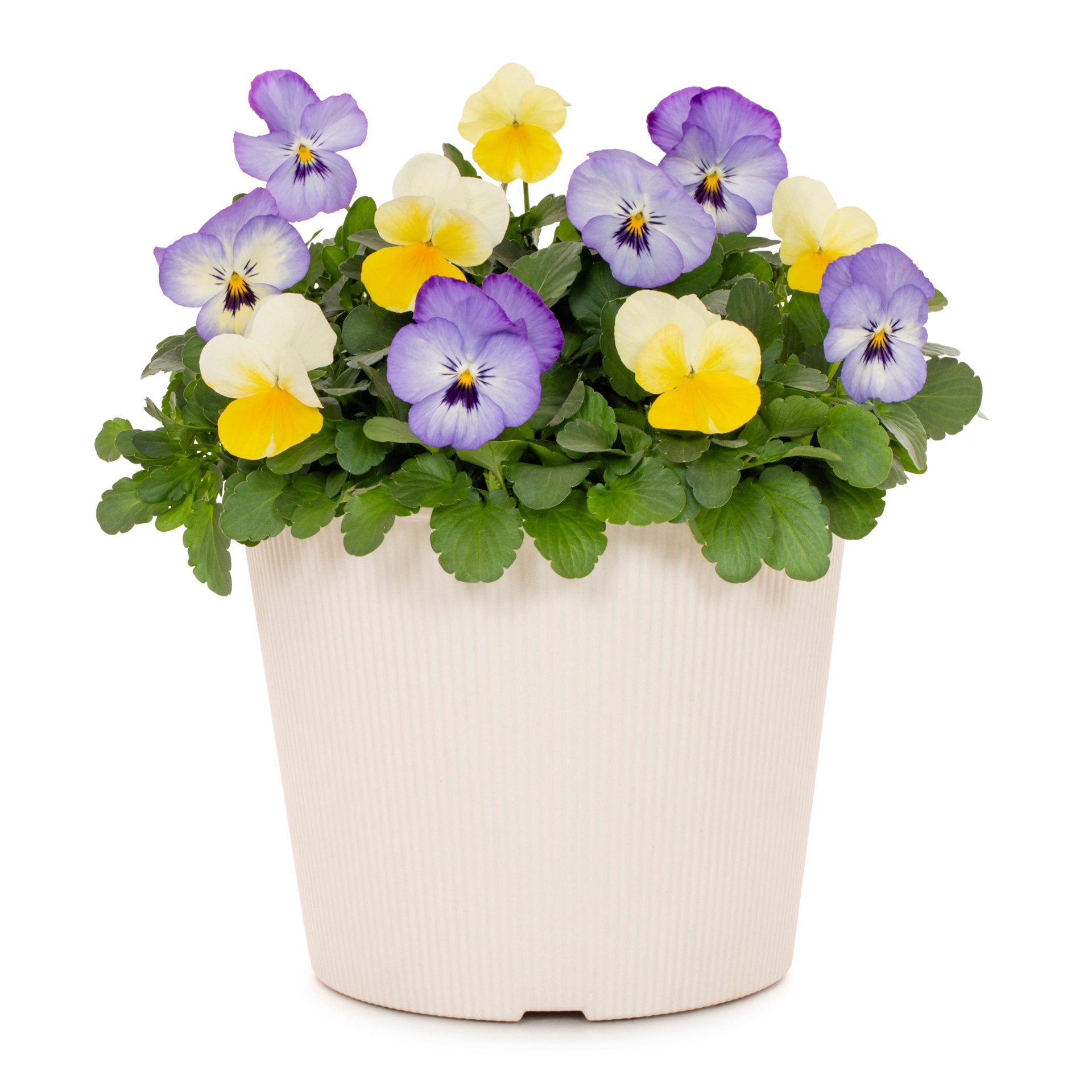 slide 1 of 4, Lowe's Multicolor Viola in 3 Quart(s) Pot 1 -Pack, 1 ct