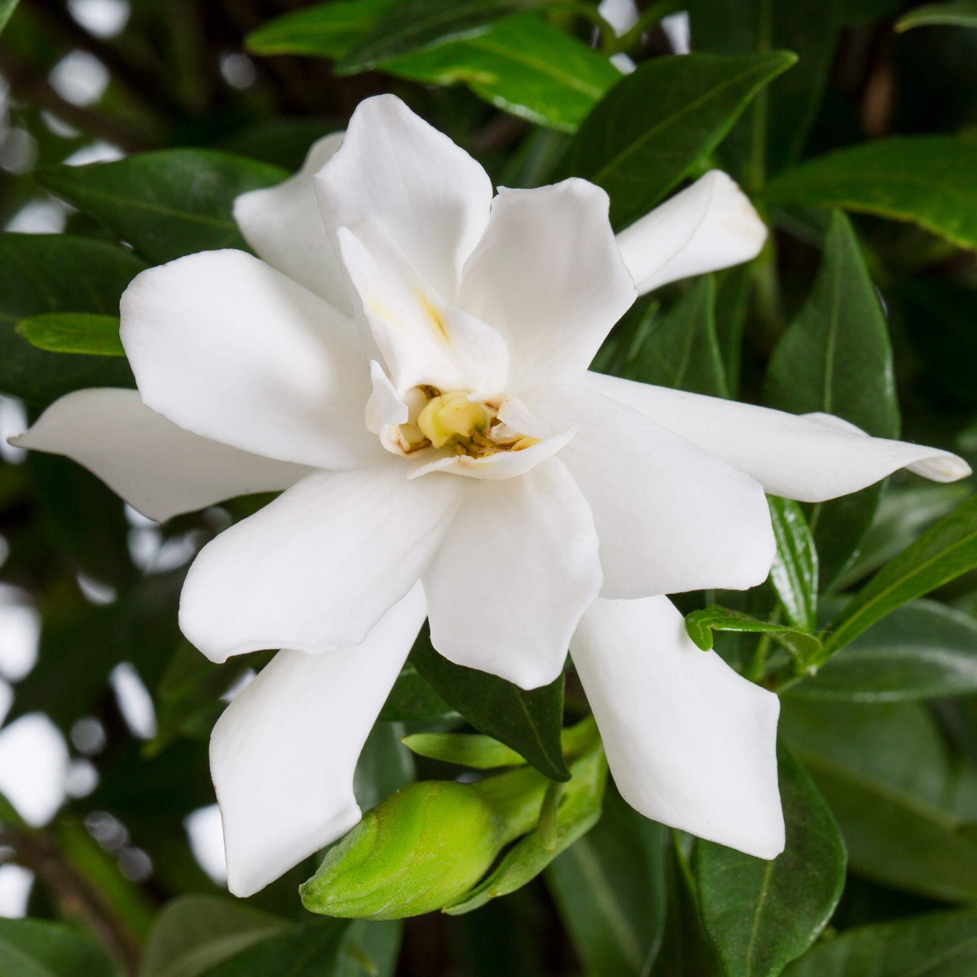 slide 2 of 4, Monrovia Kleim's Hardy Gardenia Flowering Shrub in 1.73 -Gallon Pot 1 -Pack with White Blooms, 1 ct