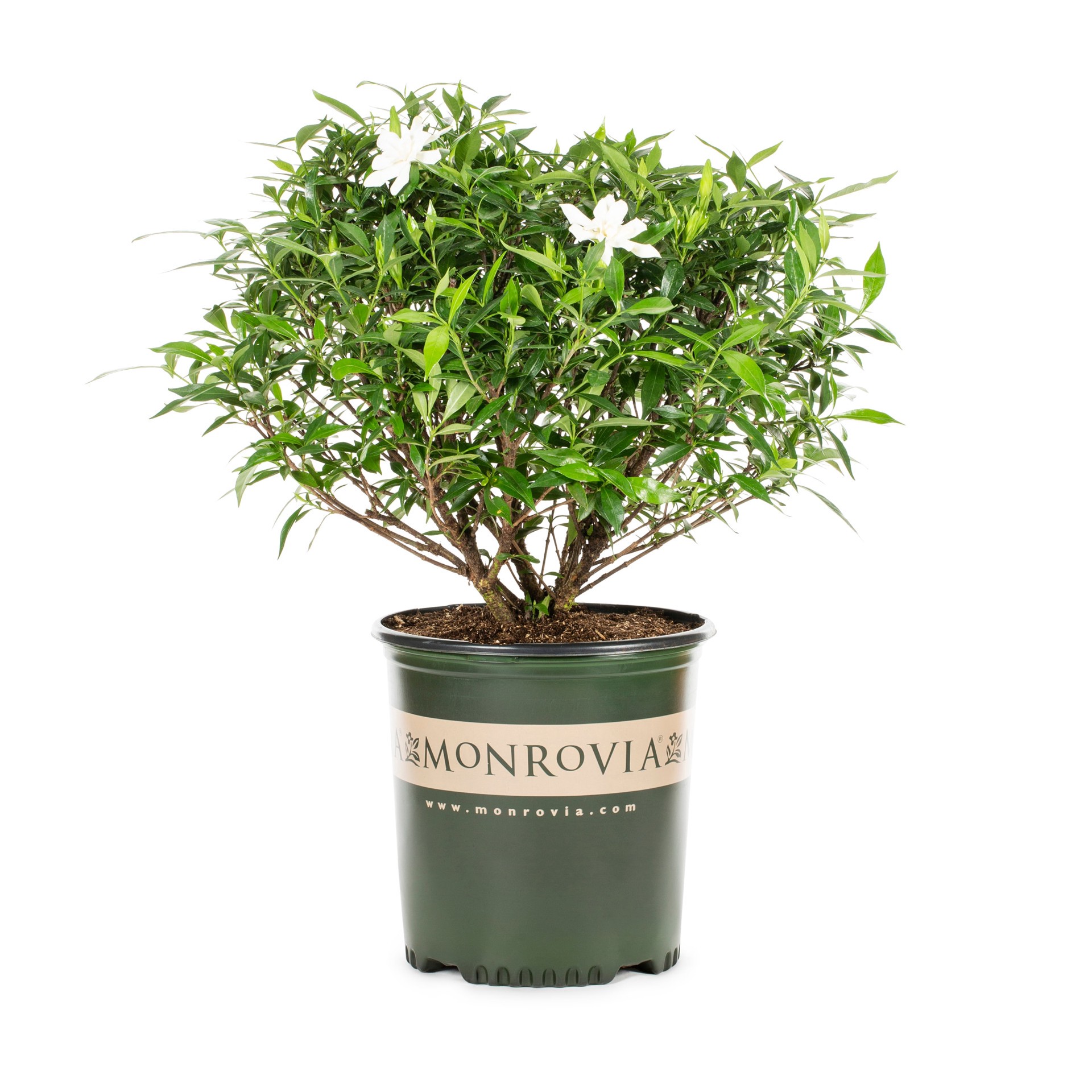 slide 1 of 4, Monrovia Kleim's Hardy Gardenia Flowering Shrub in 1.73 -Gallon Pot 1 -Pack with White Blooms, 1 ct