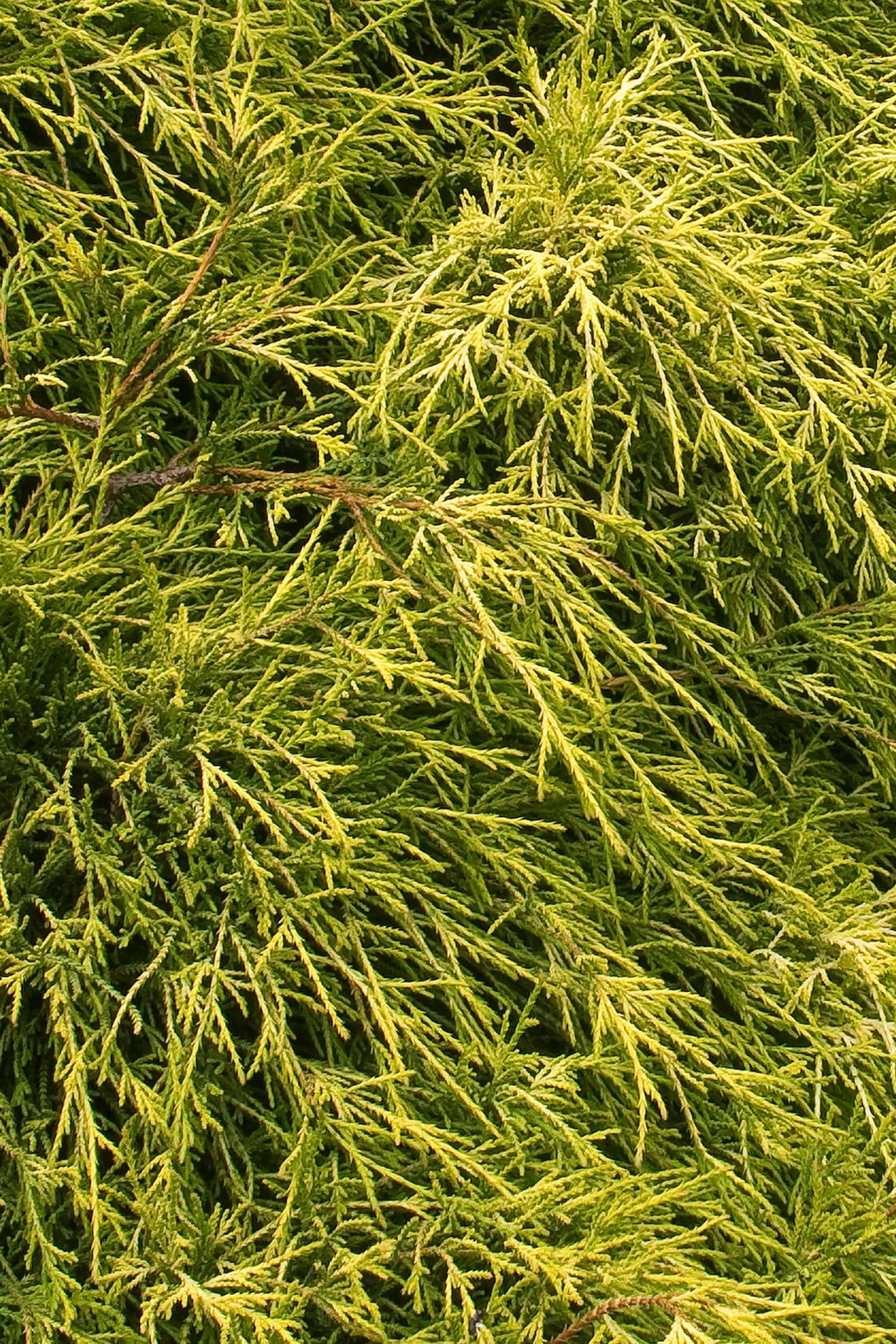 slide 3 of 3, Monrovia Golden Charm Thread-Branch Cypress Foundation/Hedge Shrub in 3.58 -Gallon Pot 1 -Pack, 1 ct