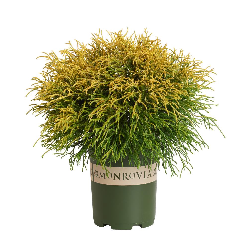 slide 1 of 3, Monrovia Golden Charm Thread-Branch Cypress Foundation/Hedge Shrub in 3.58 -Gallon Pot 1 -Pack, 1 ct
