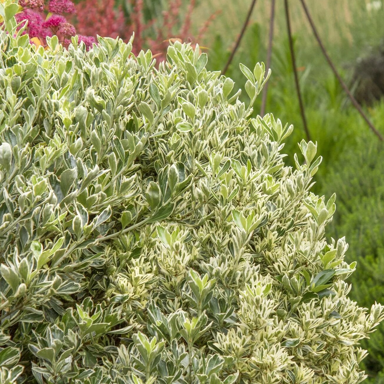 slide 2 of 4, Monrovia Silver Princess Boxleaf Euonymus Feature Shrub in 1.73 -Gallon Pot 1 -Pack, 1 ct