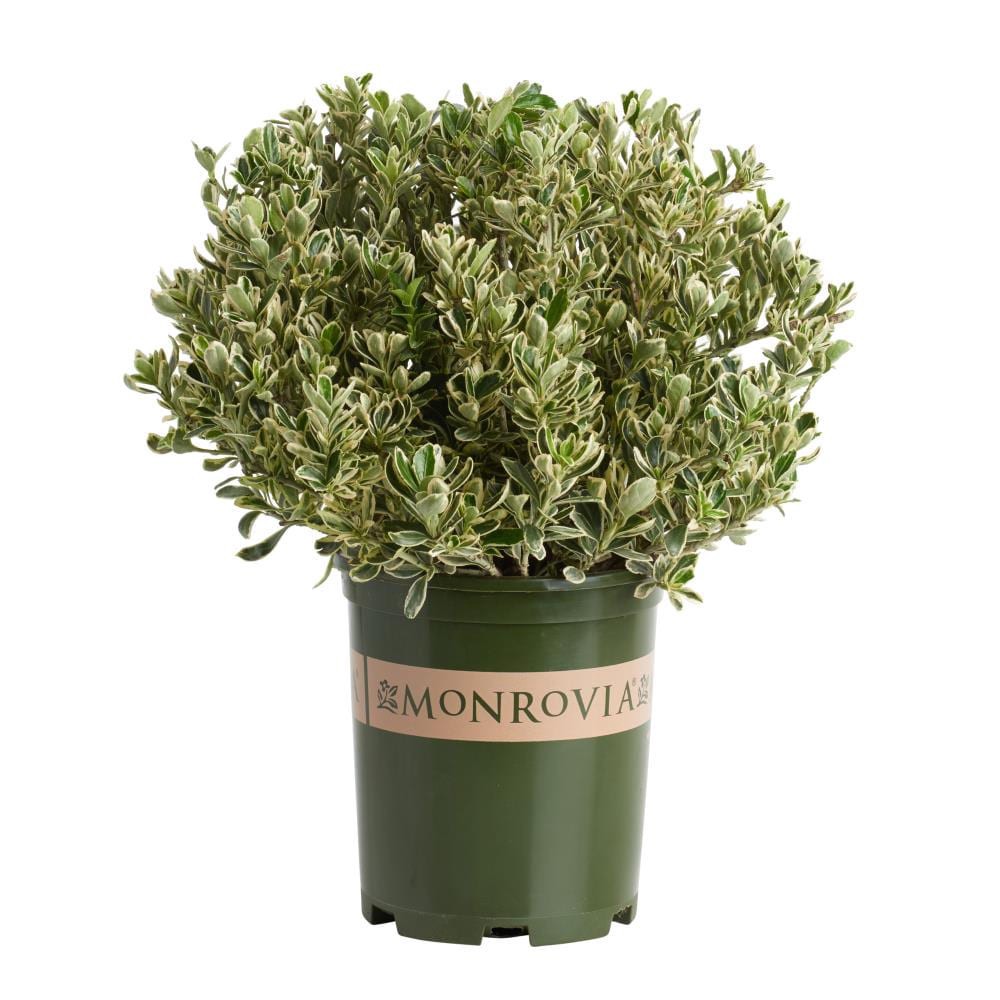 slide 1 of 4, Monrovia Silver Princess Boxleaf Euonymus Feature Shrub in 1.73 -Gallon Pot 1 -Pack, 1 ct