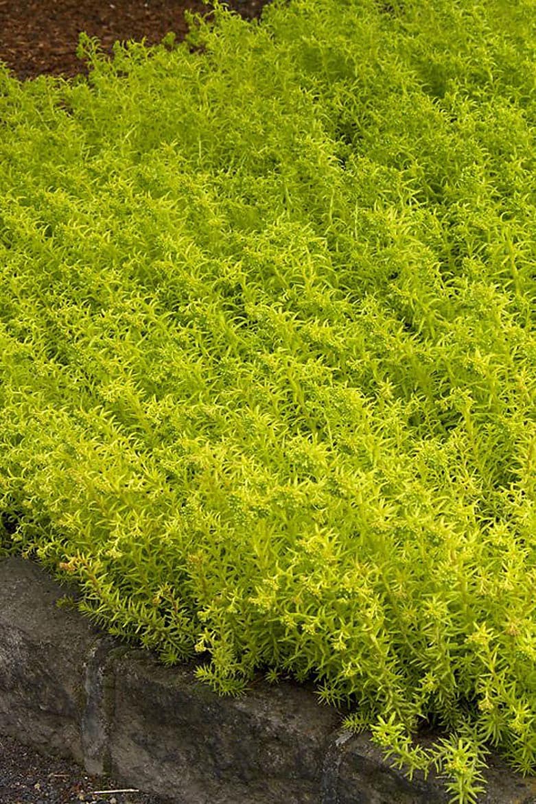 slide 1 of 1, Monrovia 1.0 -Pack Angelina Stonecrop PPAF in 2.60 -Quart Pot, 1 ct