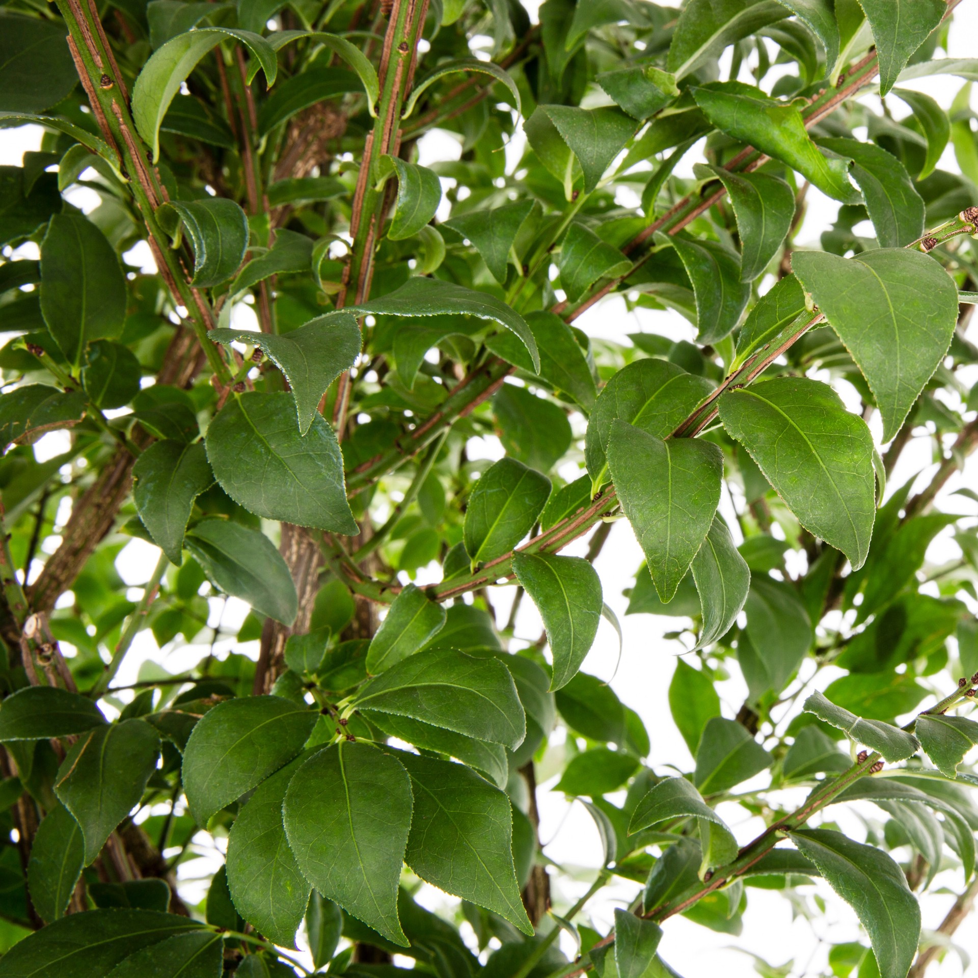 slide 2 of 4, Monrovia Dwarf Burning Bush Foundation/Hedge Shrub in 3.58 -Gallon Pot 1 -Pack with Yellow Blooms, 1 ct