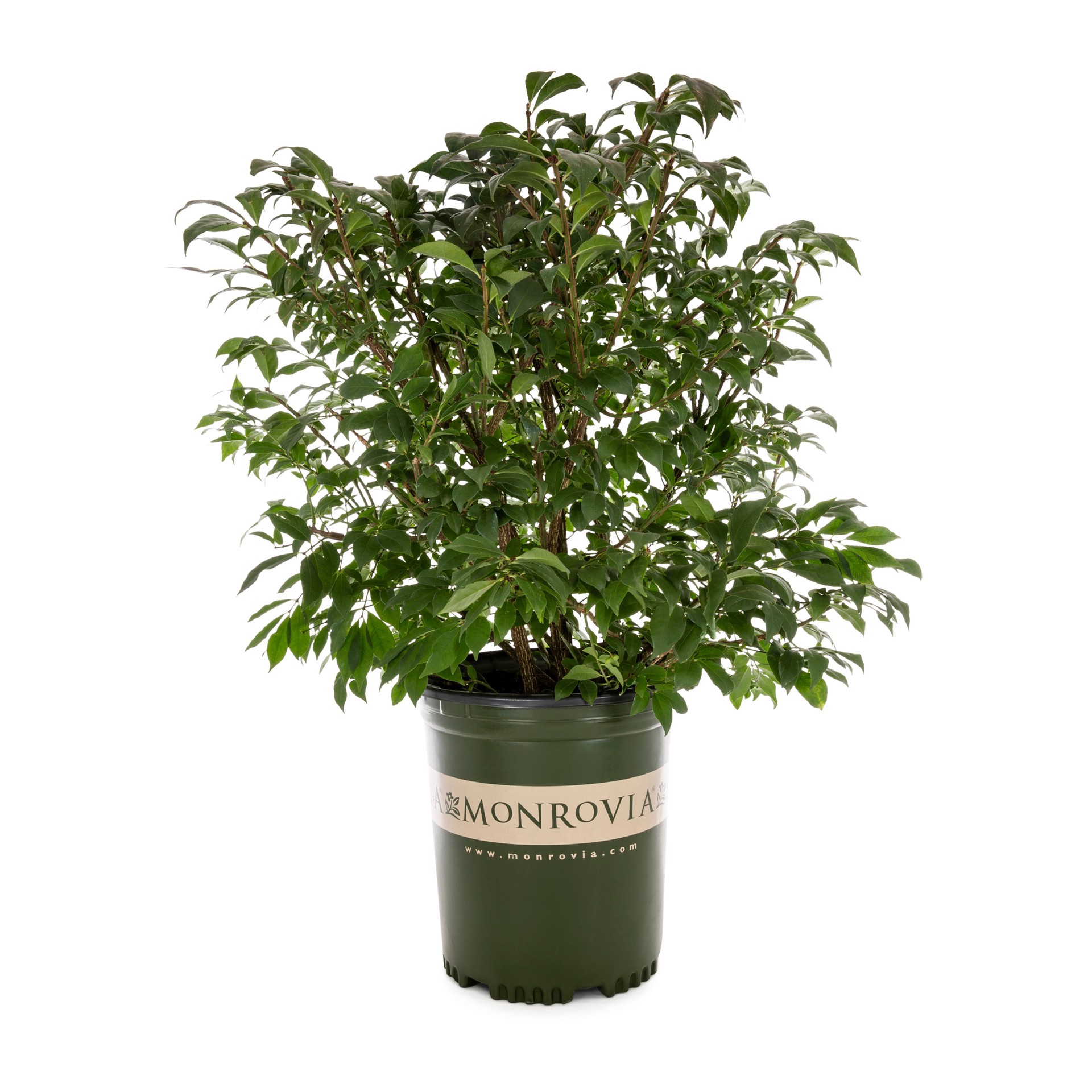 slide 1 of 4, Monrovia Dwarf Burning Bush Foundation/Hedge Shrub in 3.58 -Gallon Pot 1 -Pack with Yellow Blooms, 1 ct