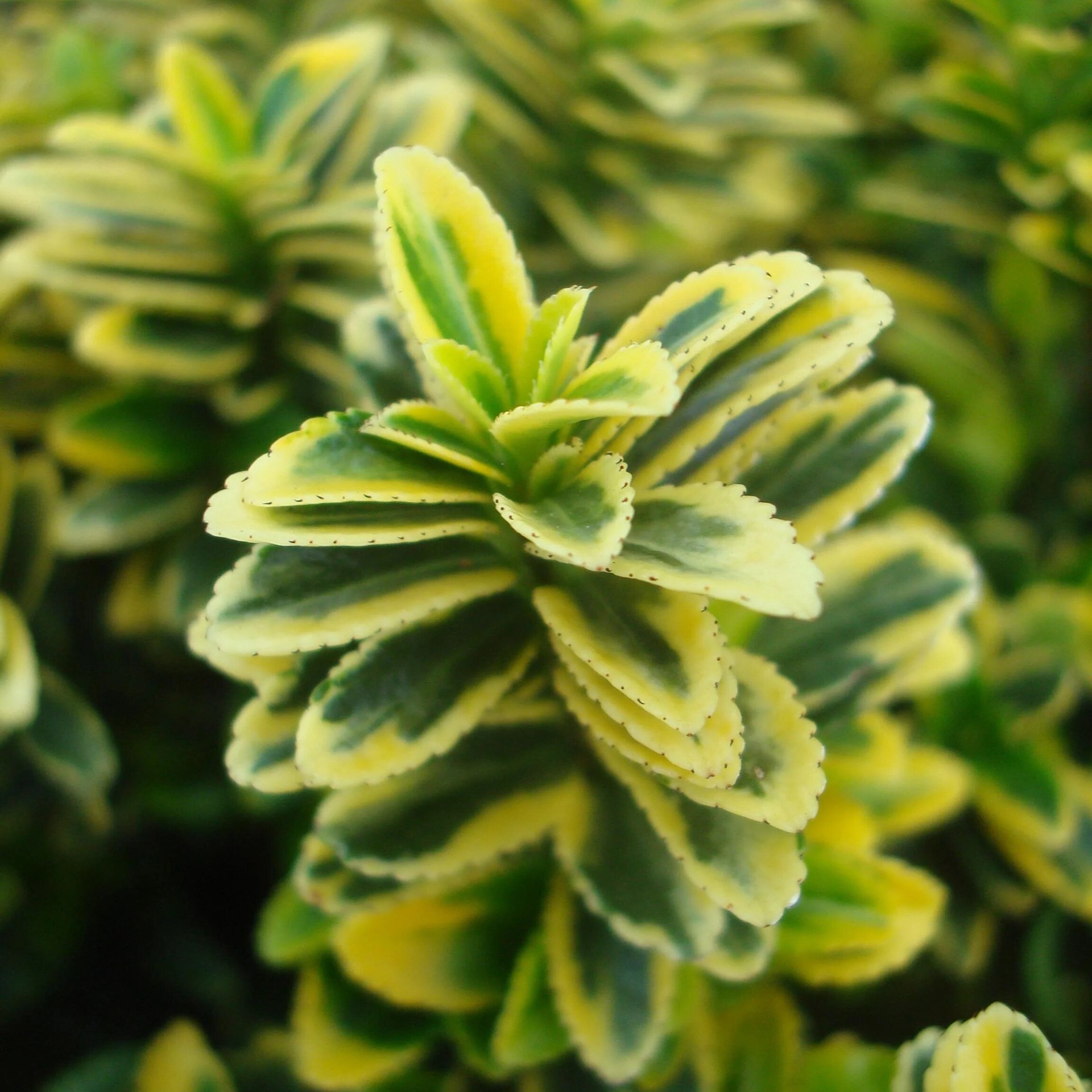 slide 2 of 4, Monrovia Sunny Delight Boxleaf Euonymus Feature Shrub in 2.6 -Quart Pot 1 -Pack, 1 ct