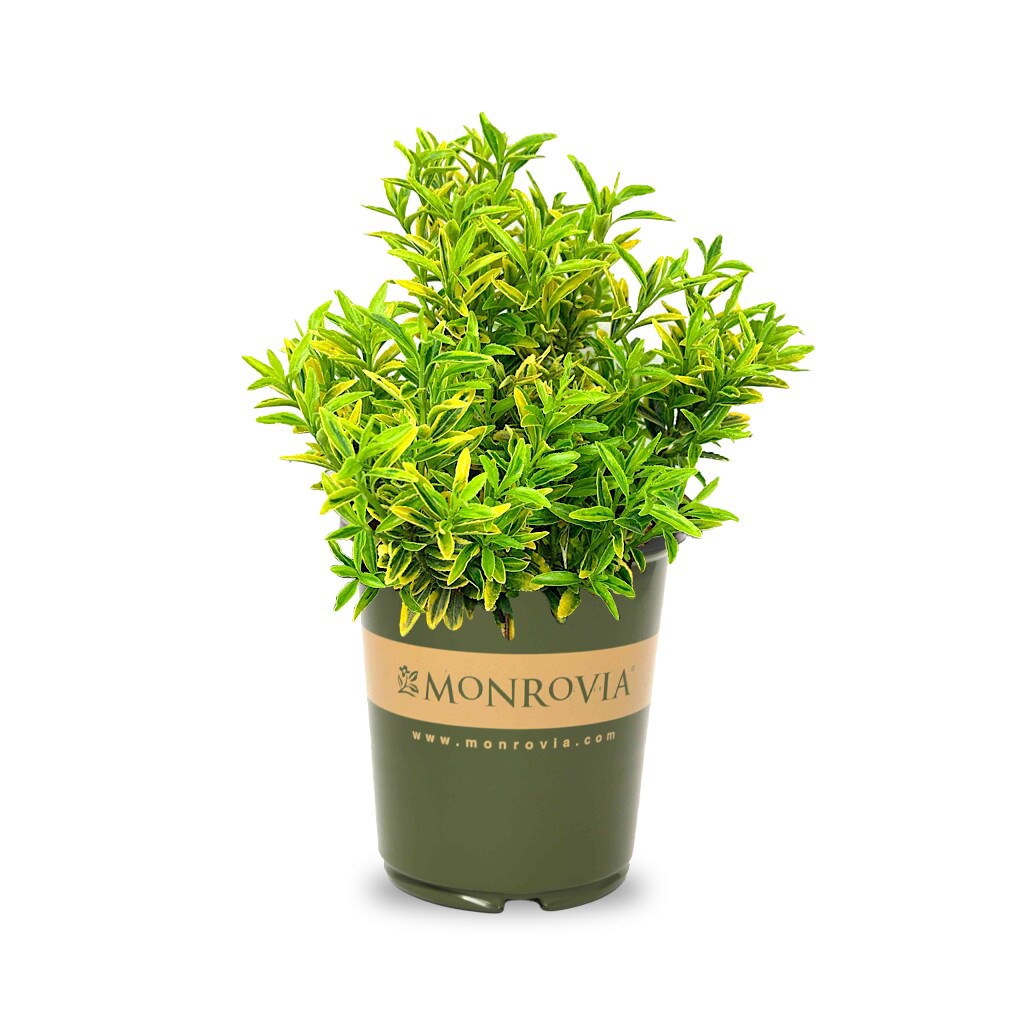 slide 1 of 4, Monrovia Sunny Delight Boxleaf Euonymus Feature Shrub in 2.6 -Quart Pot 1 -Pack, 1 ct