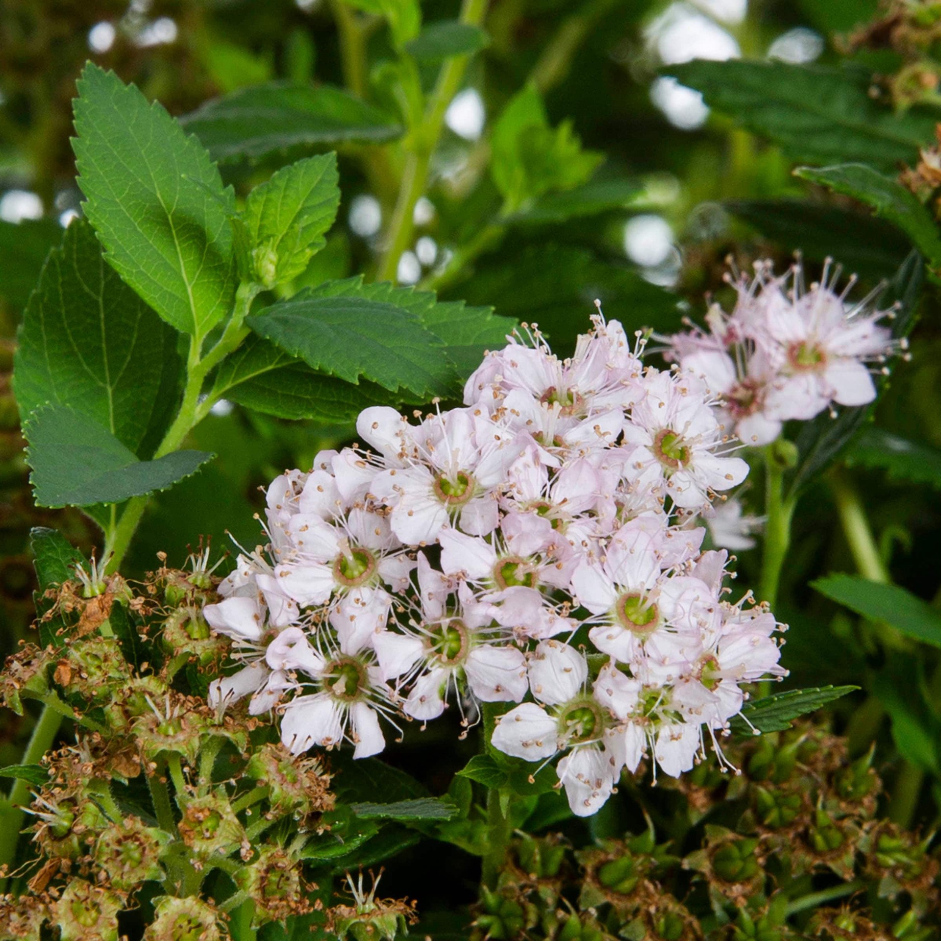 slide 2 of 4, Monrovia Little Princess Spirea Flowering Shrub in 1.73 -Gallon Pot 1 -Pack with Pink Blooms, 1 ct
