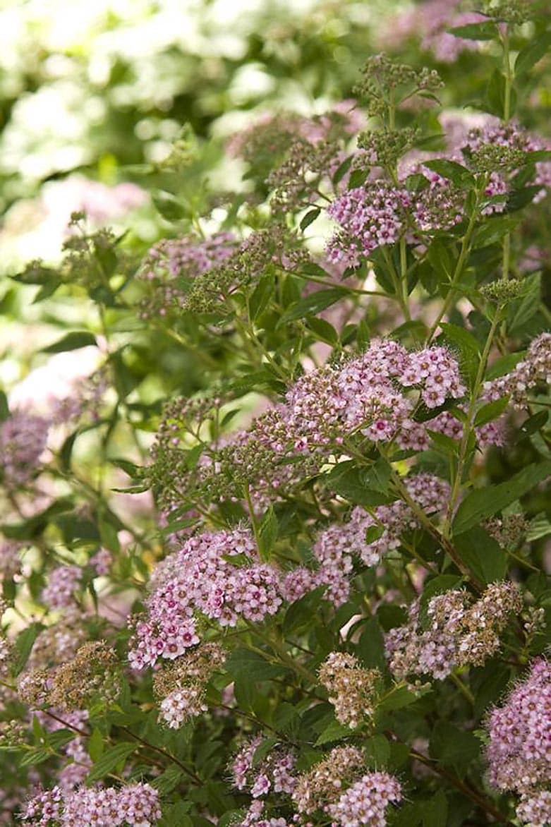 slide 1 of 4, Monrovia Little Princess Spirea Flowering Shrub in 1.73 -Gallon Pot 1 -Pack with Pink Blooms, 1 ct