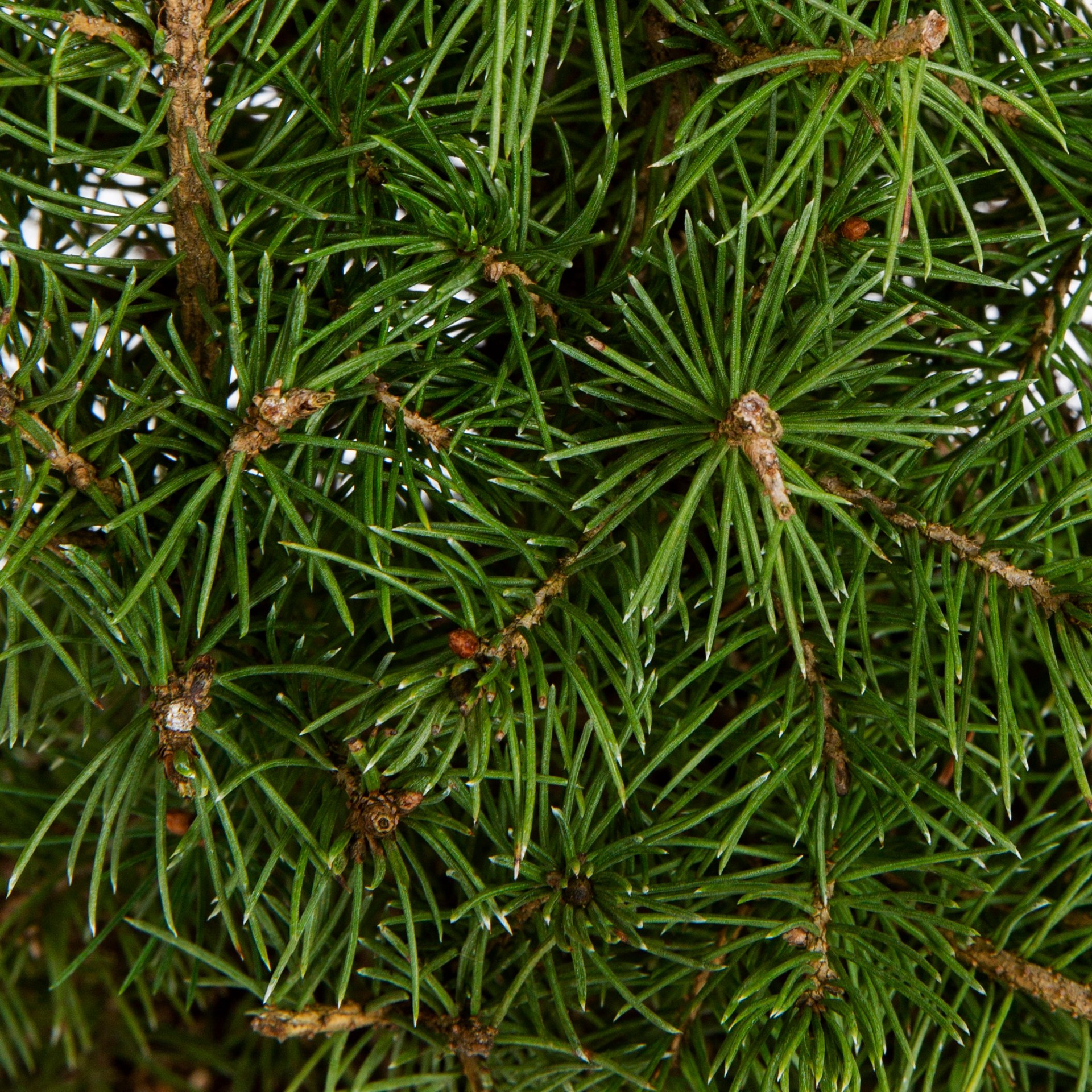slide 2 of 4, Monrovia Dwarf Alberta Spruce Feature Shrub in 3.58 -Gallon Pot 1 -Pack, 1 ct