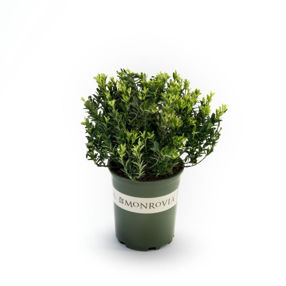 slide 1 of 1, Monrovia Boxleaf Euonymus Feature Shrub in 2.6 -Quart Pot with White Blooms, 1 ct