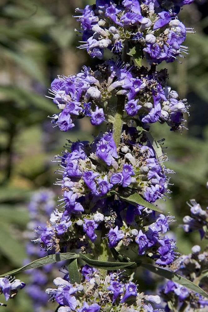 slide 1 of 4, Monrovia Chaste Tree Flowering Shrub in 2.6 -Quart Pot 1 -Pack with Purple Blooms, 1 ct