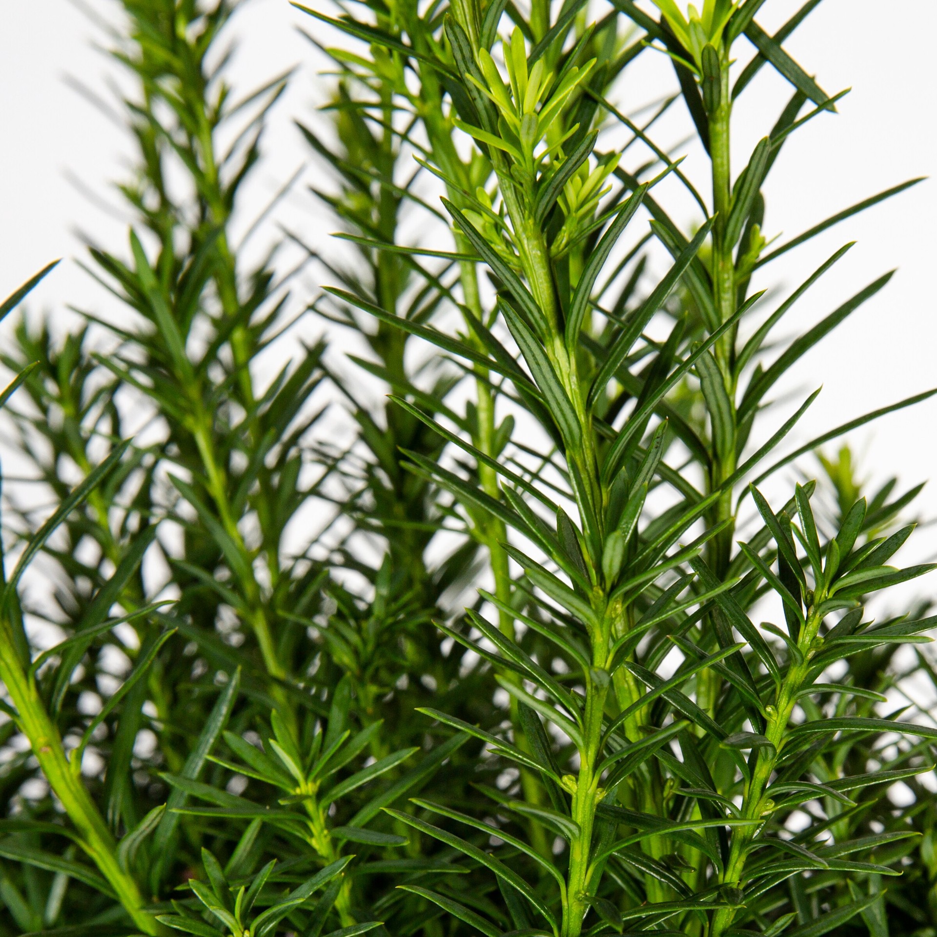 slide 2 of 4, Monrovia Hick's Yew Screening Shrub in 1.73 -Gallon Pot 1.0 -Pack, 1 ct